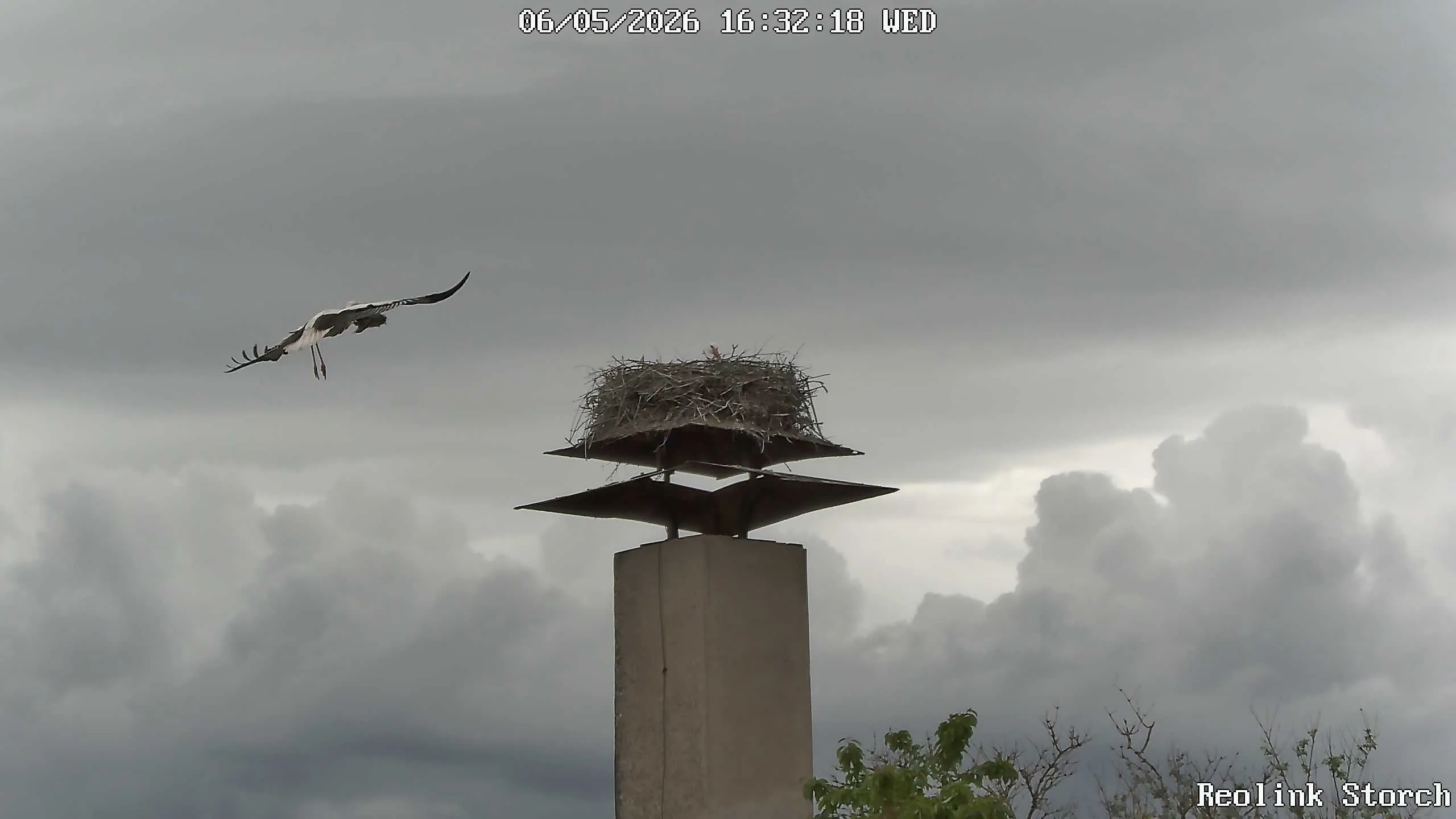 Storchencam Bild