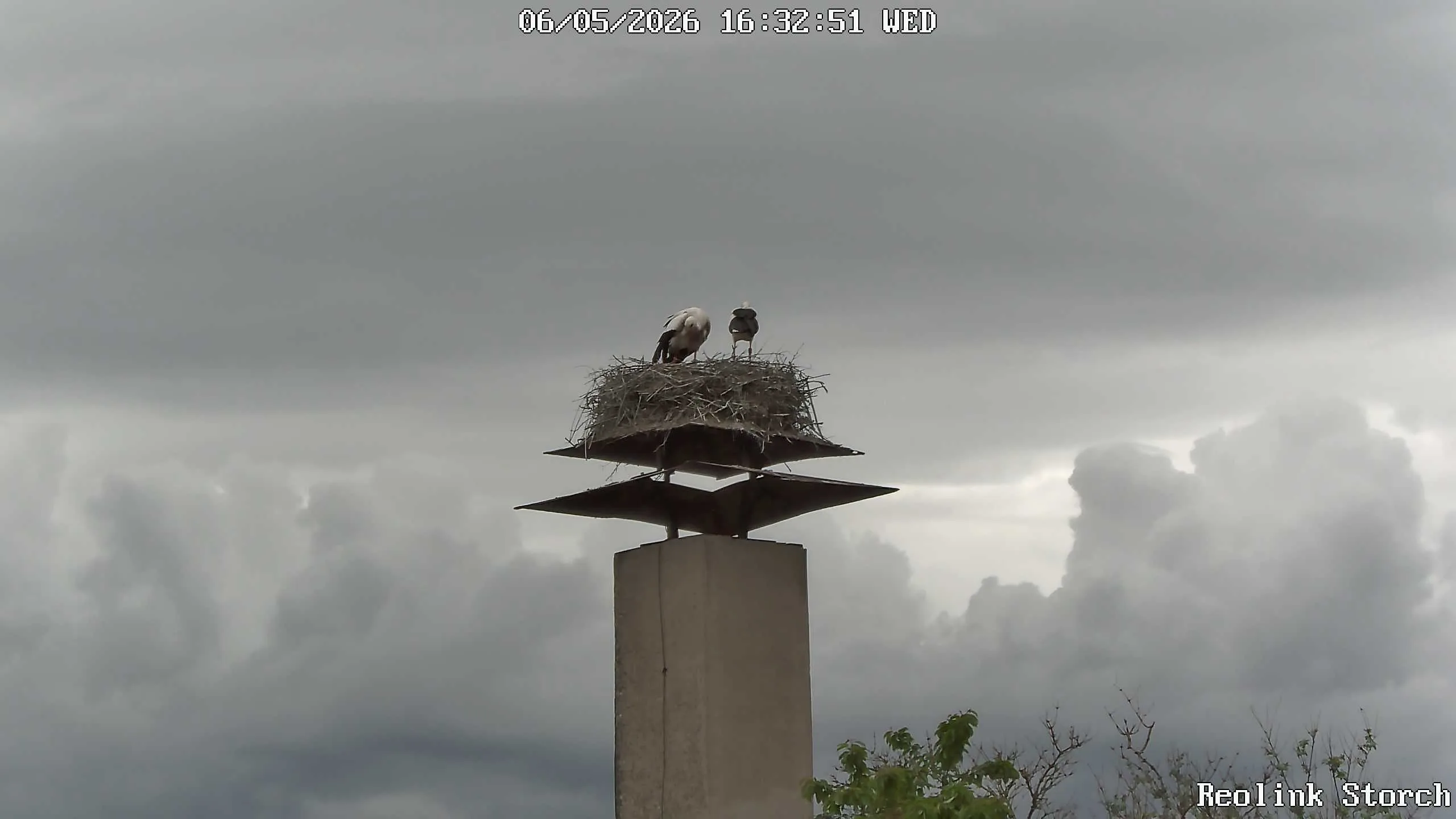 Storchencam Bild