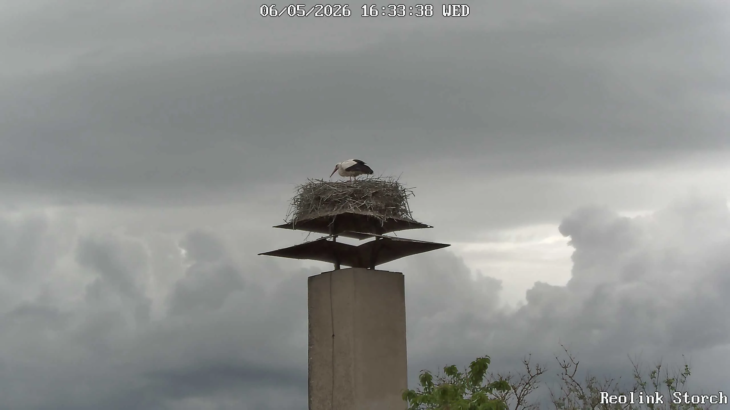 Storchencam Bild