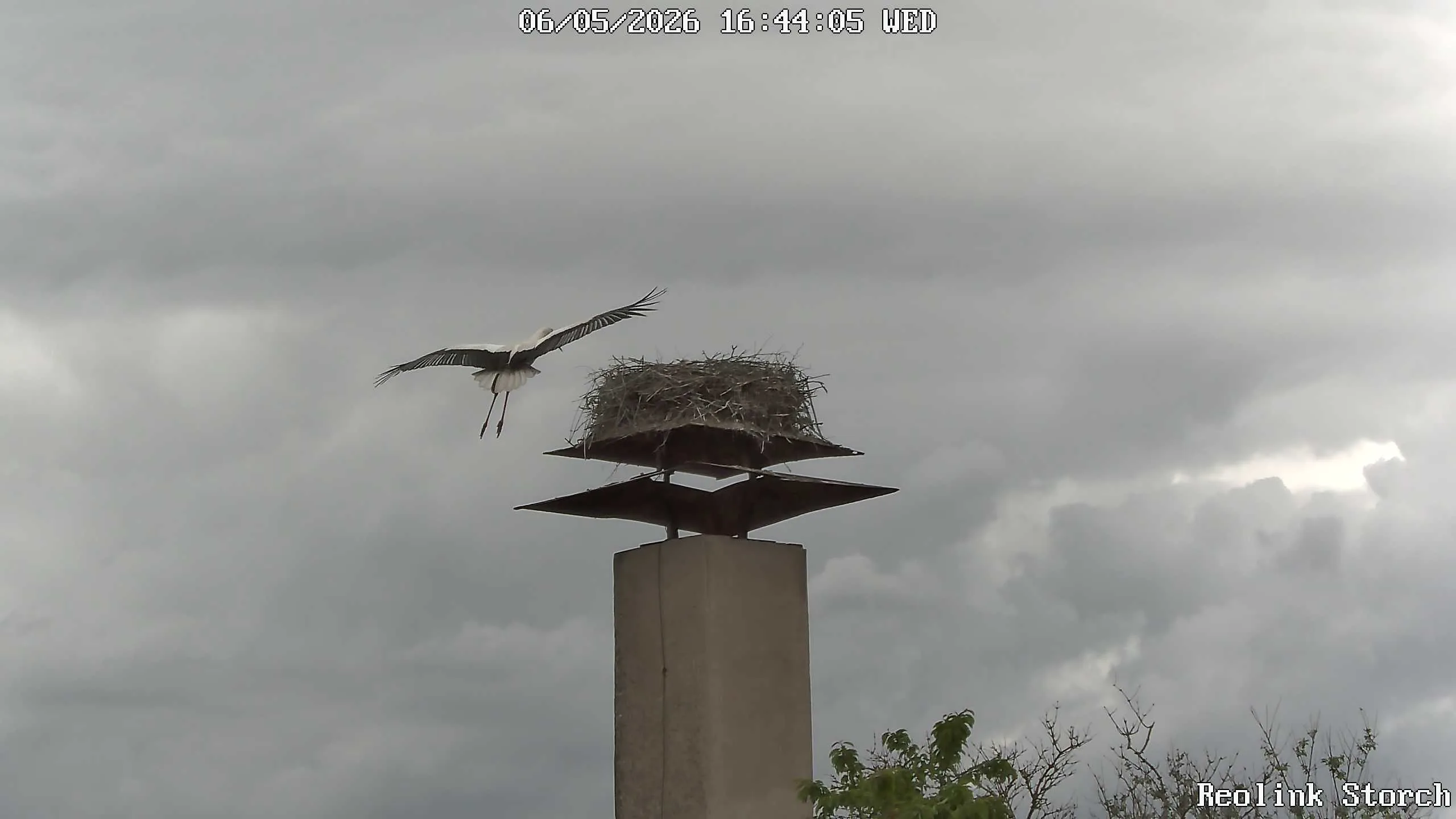 Storchencam Bild