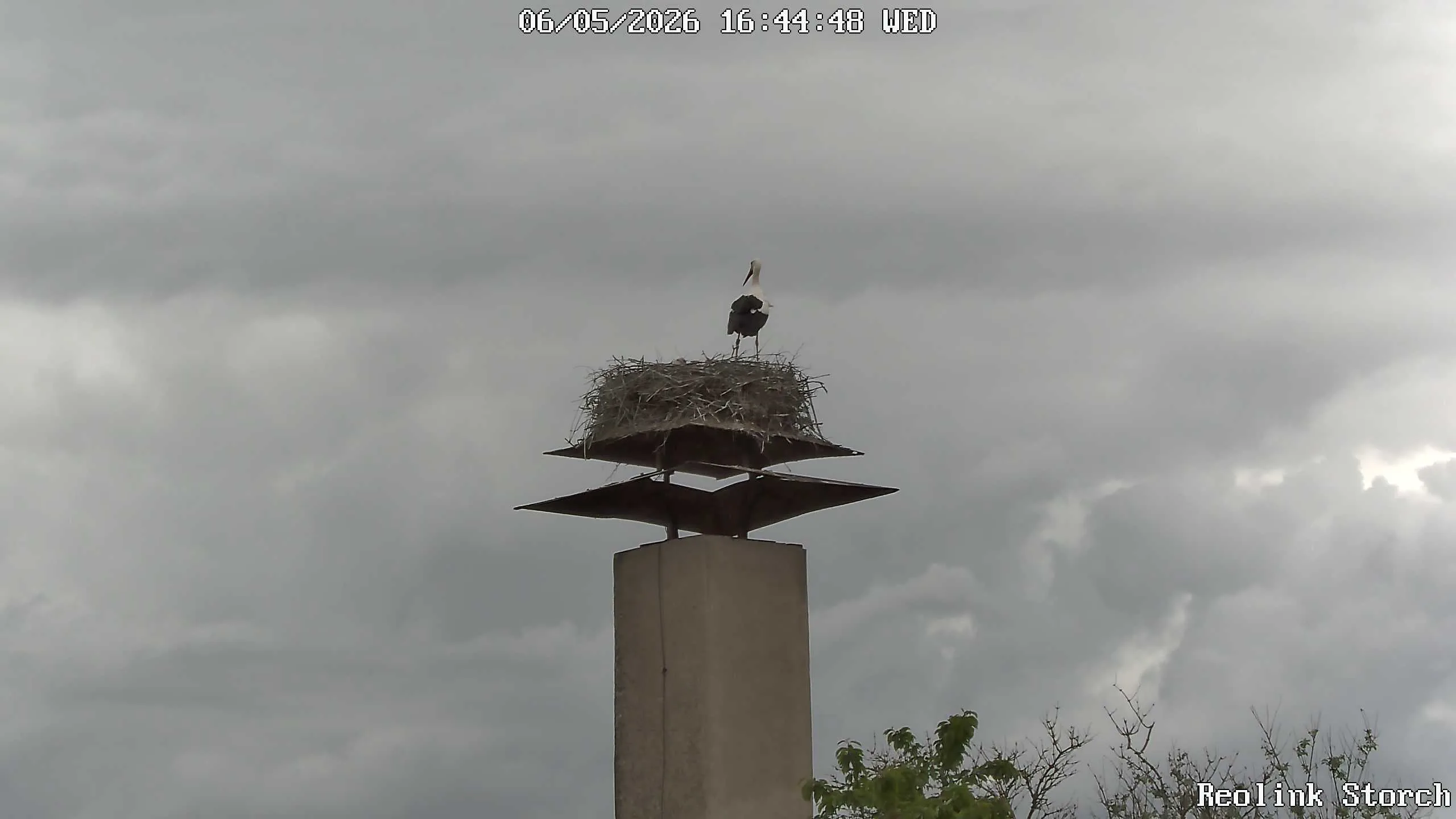 Storchencam Bild