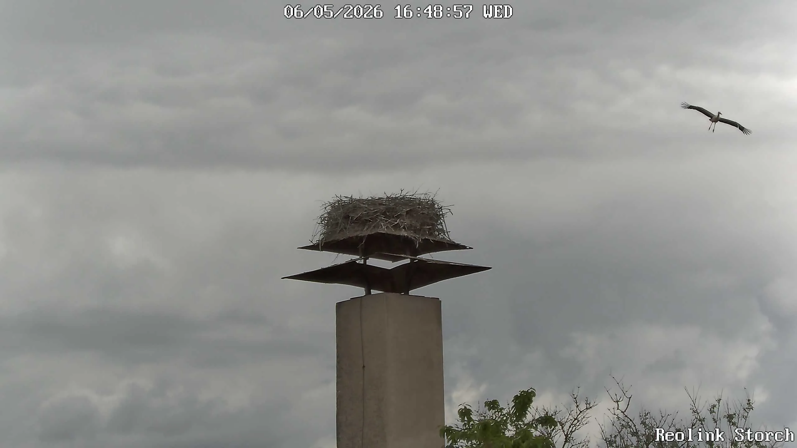 Storchencam Bild