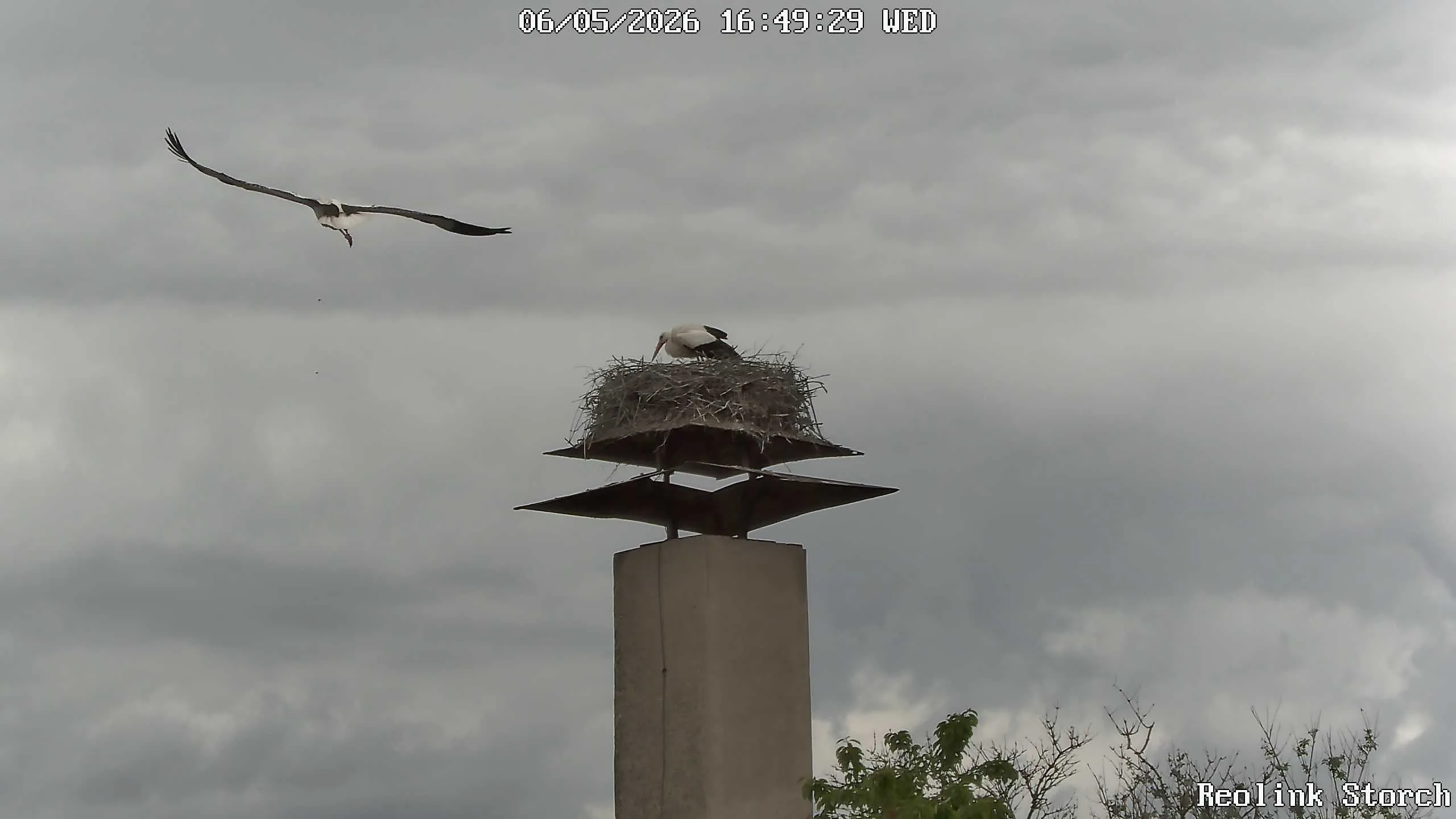 Storchencam Bild