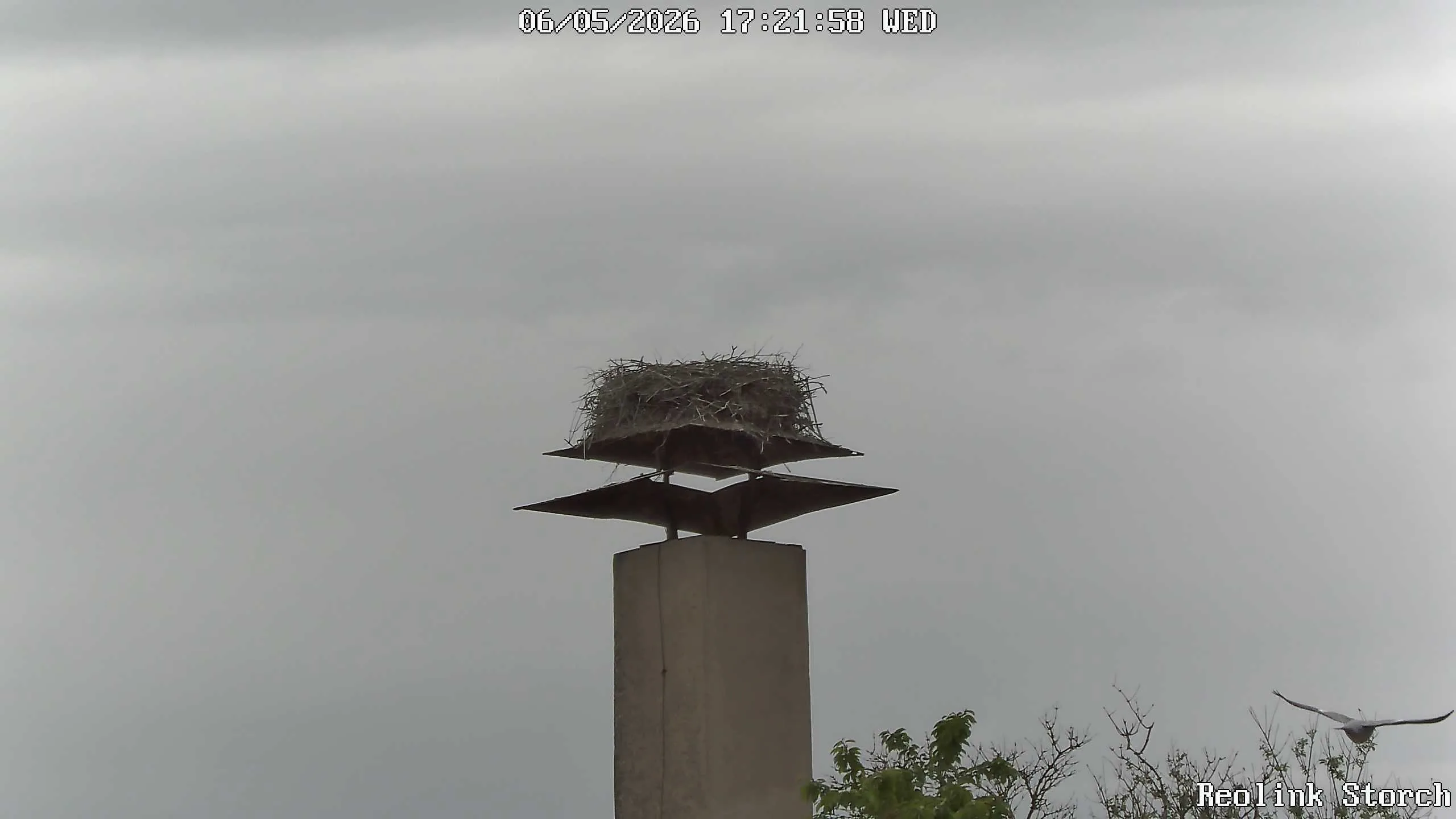Storchencam Bild