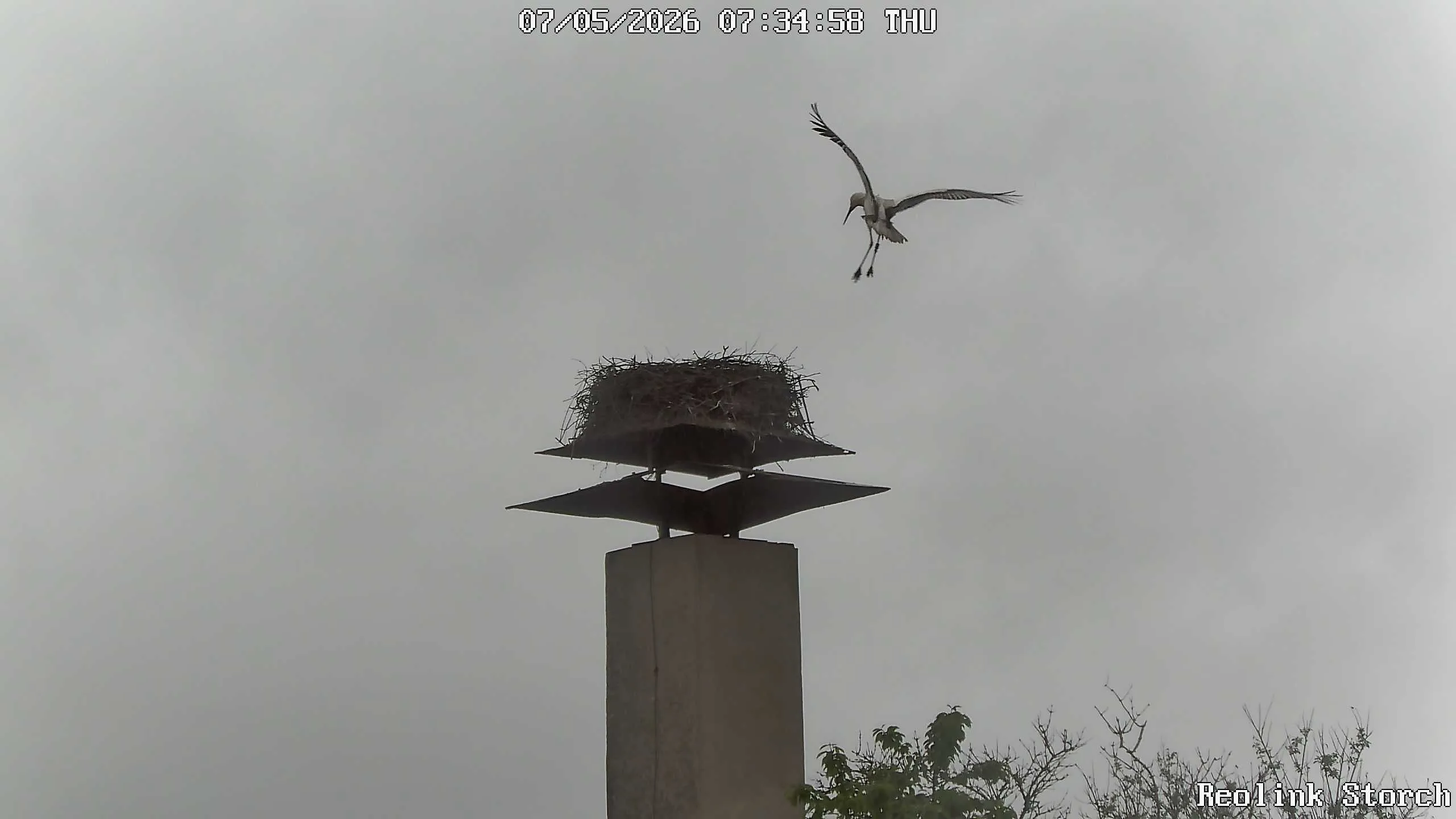 Storchencam Bild