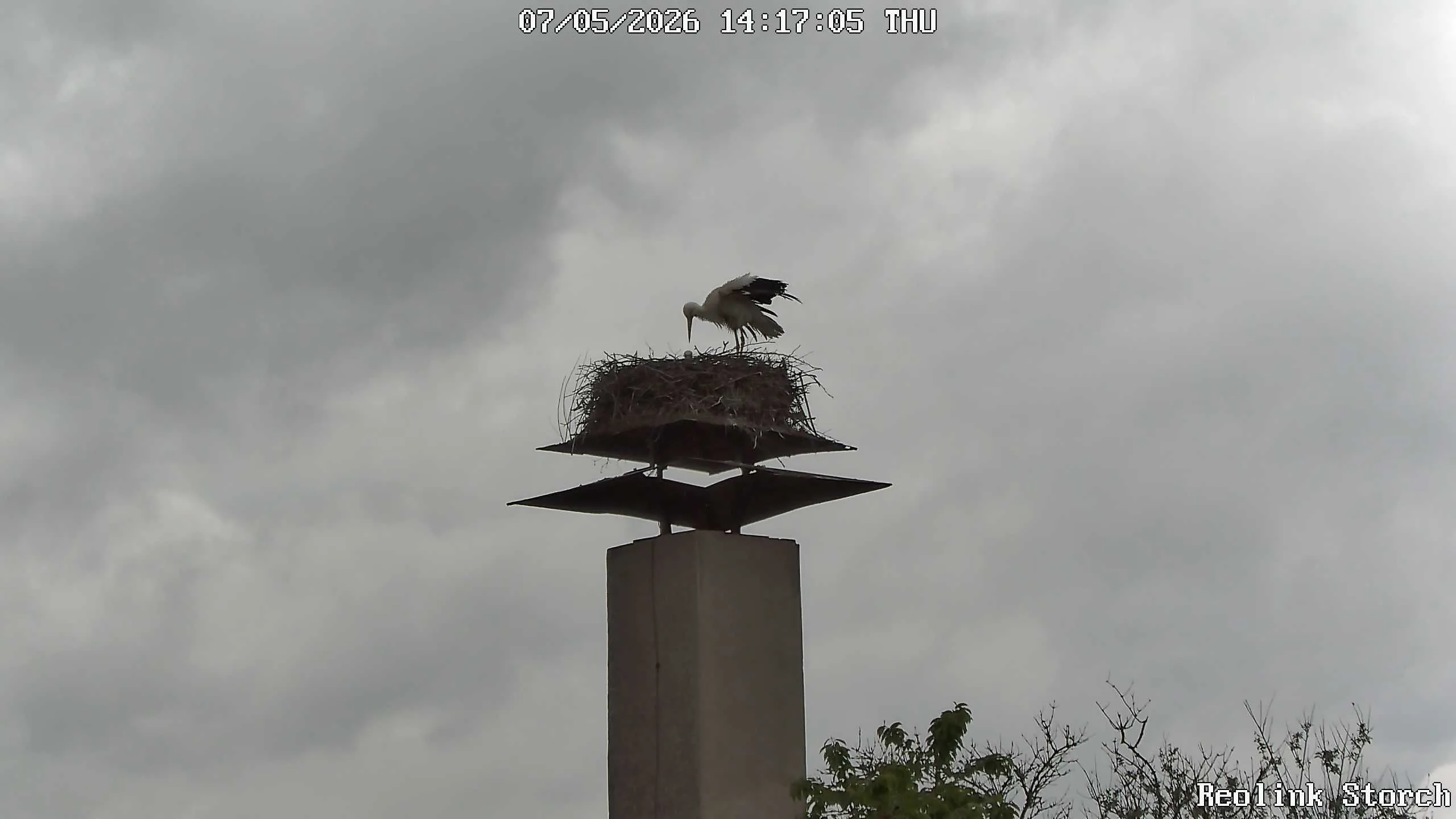 Storchencam Bild