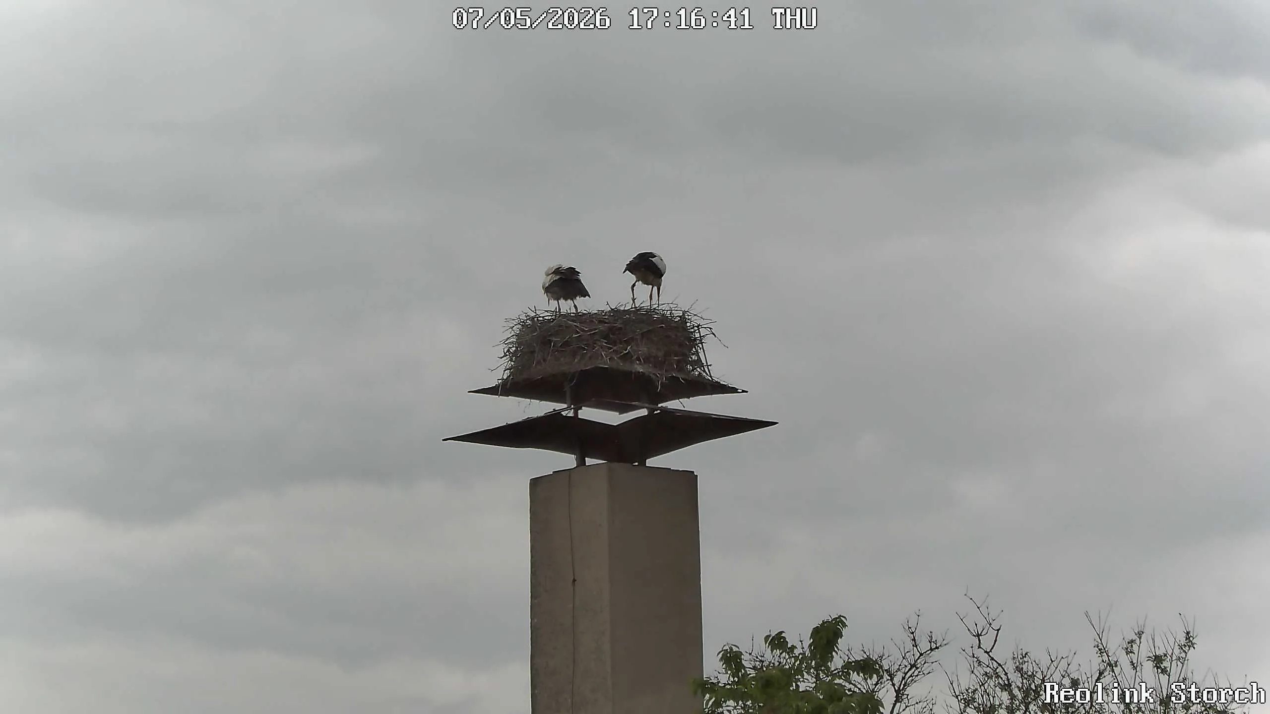 Storchencam Bild