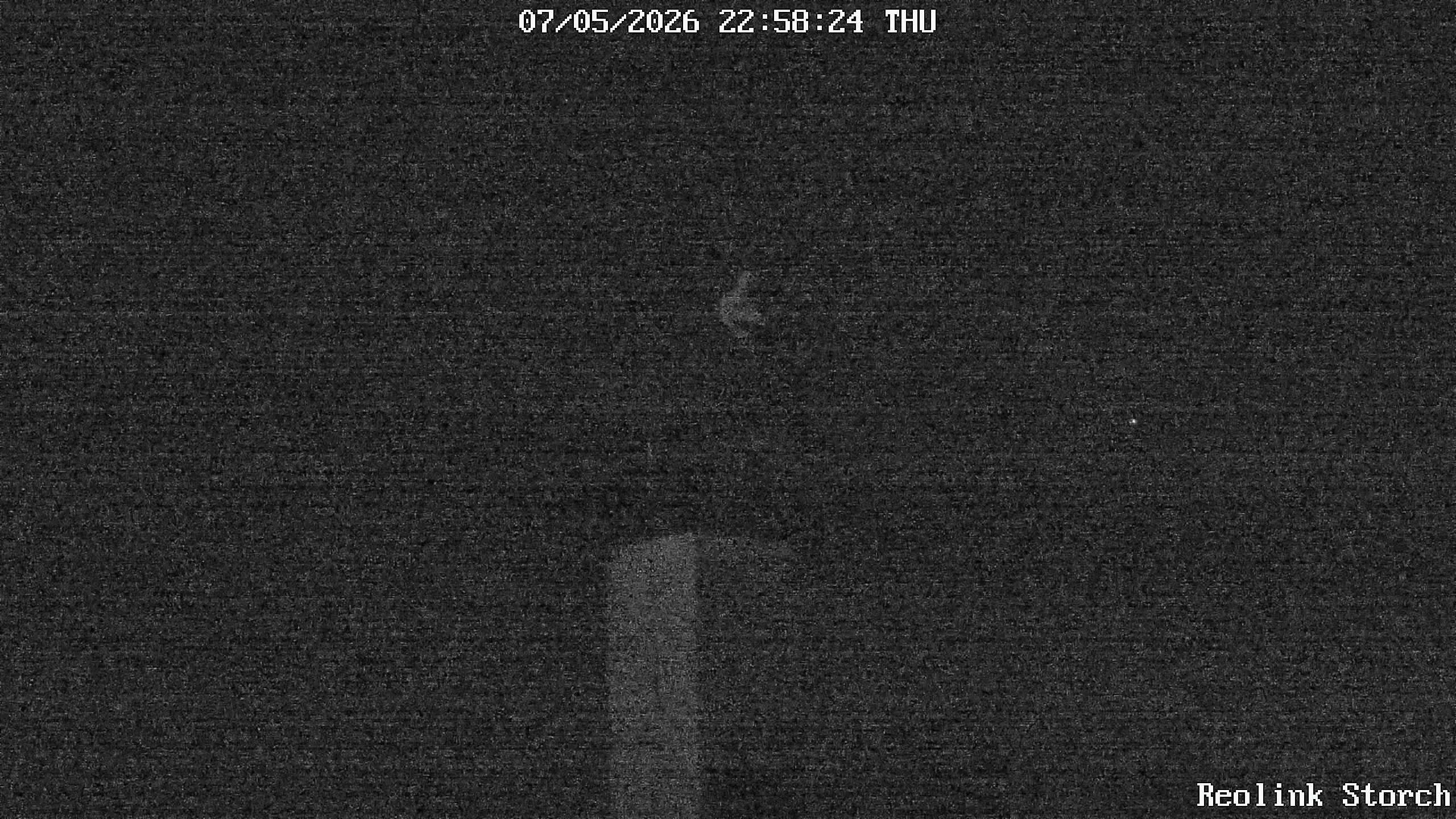 Storchencam Bild
