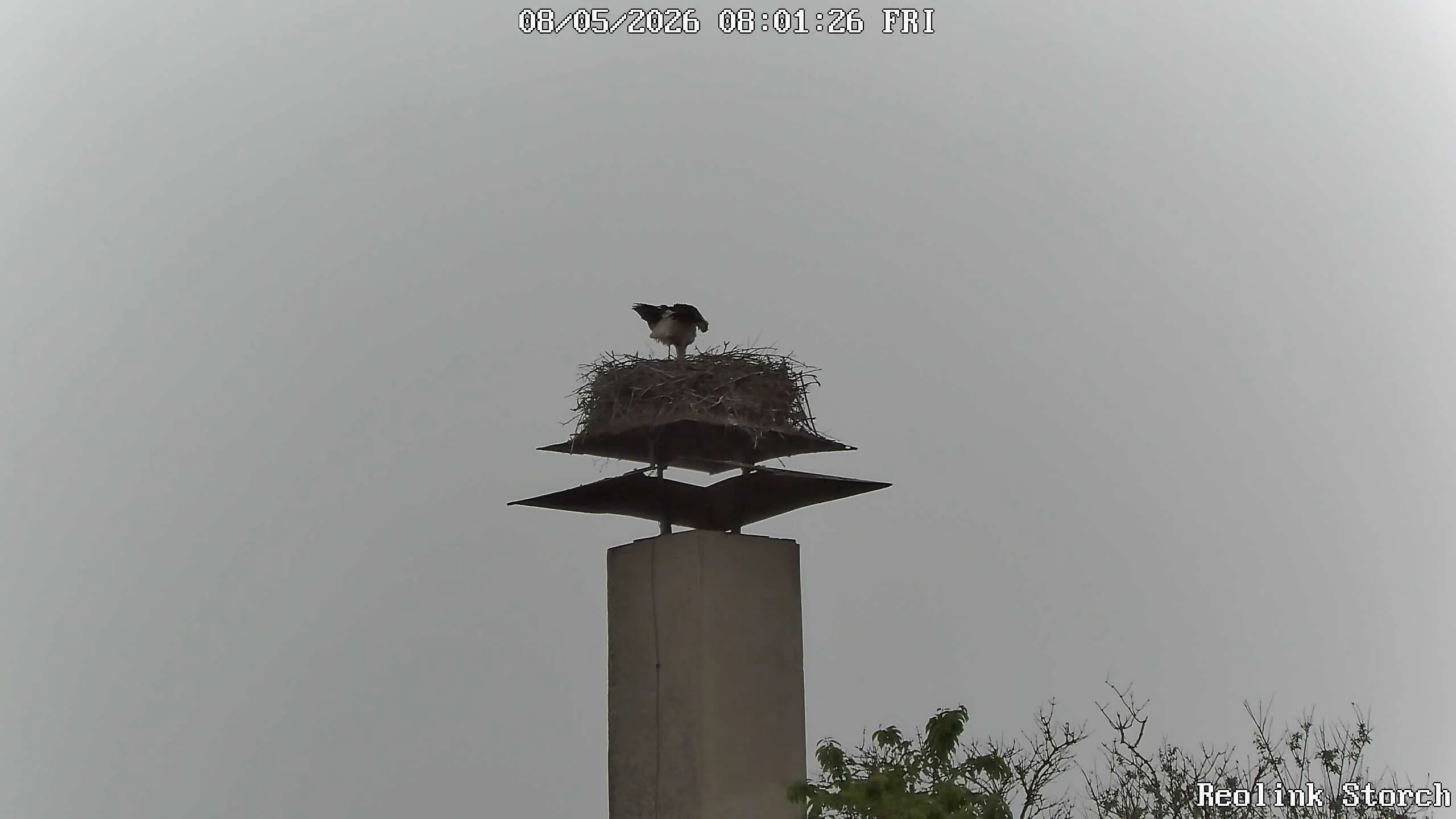 Storchencam Bild