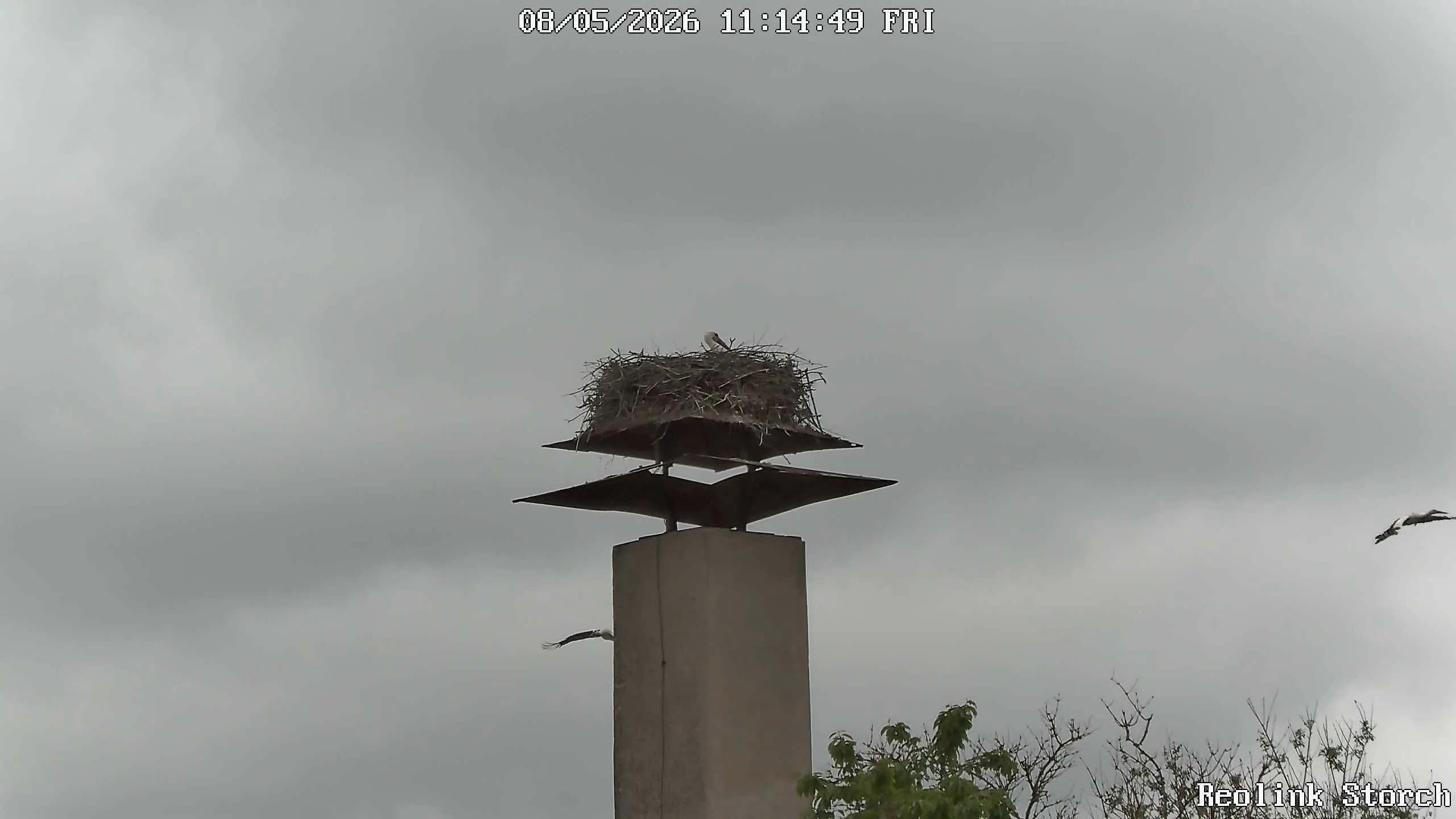 Storchencam Bild