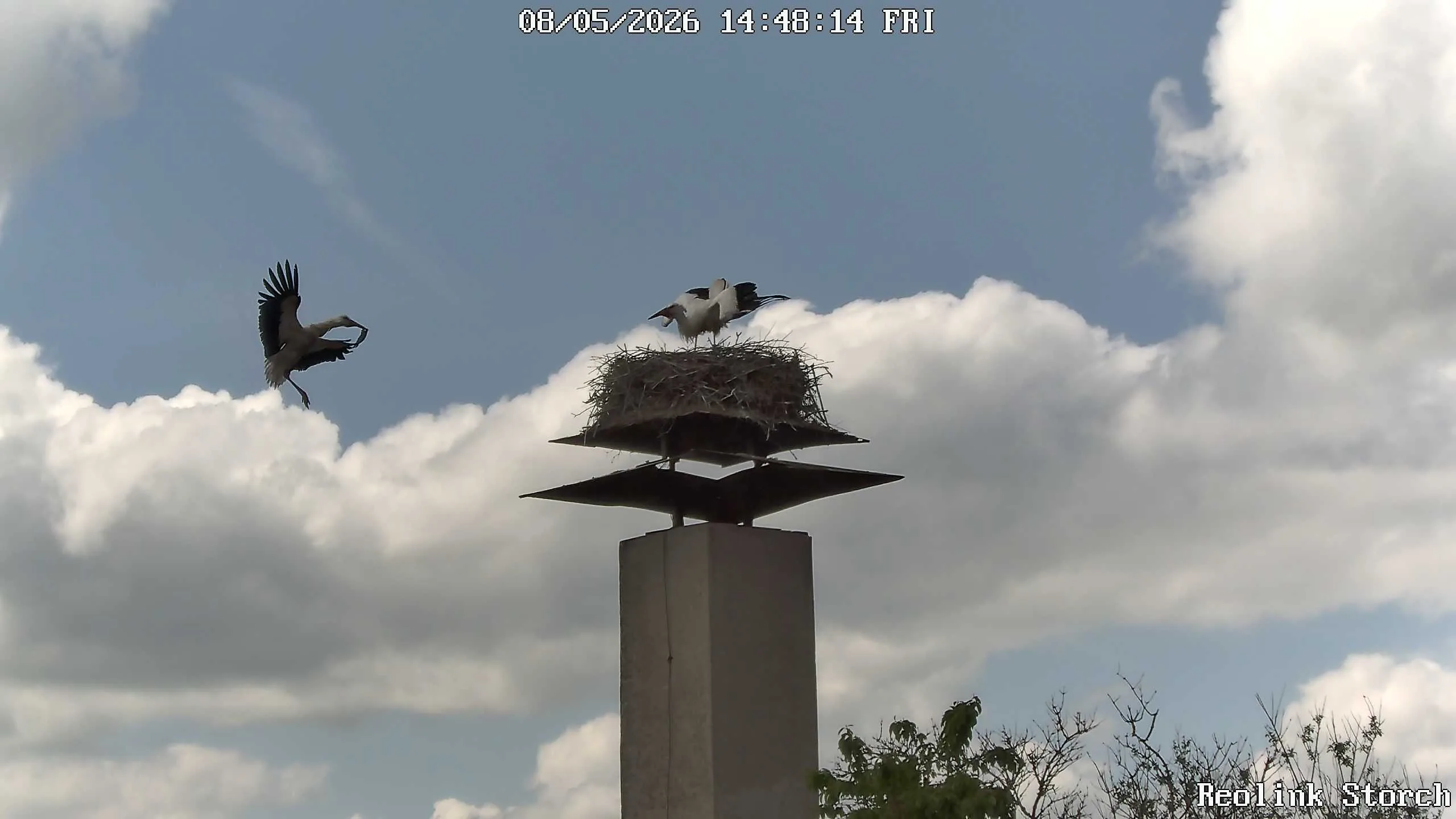 Storchencam Bild