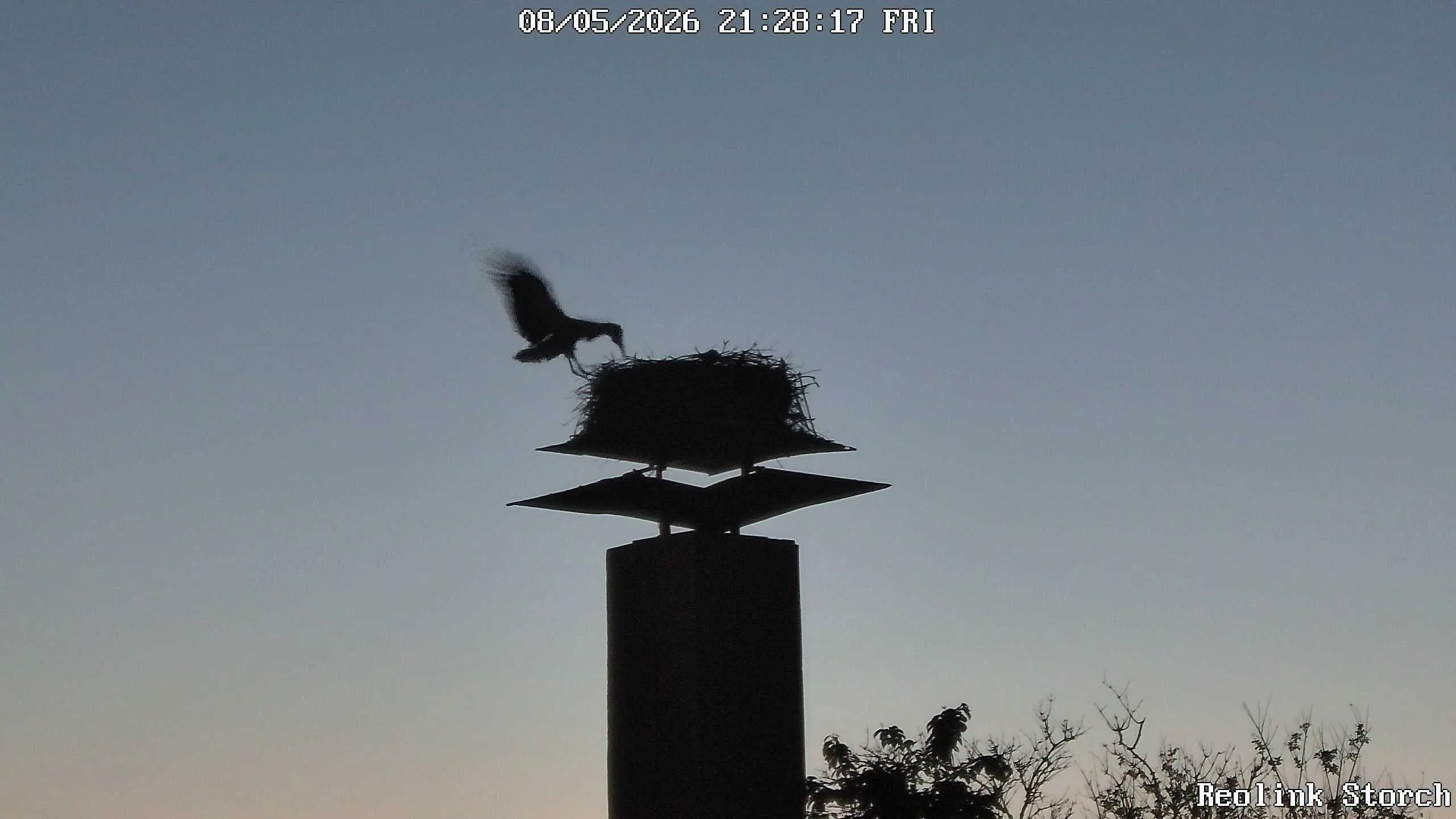 Storchencam Bild