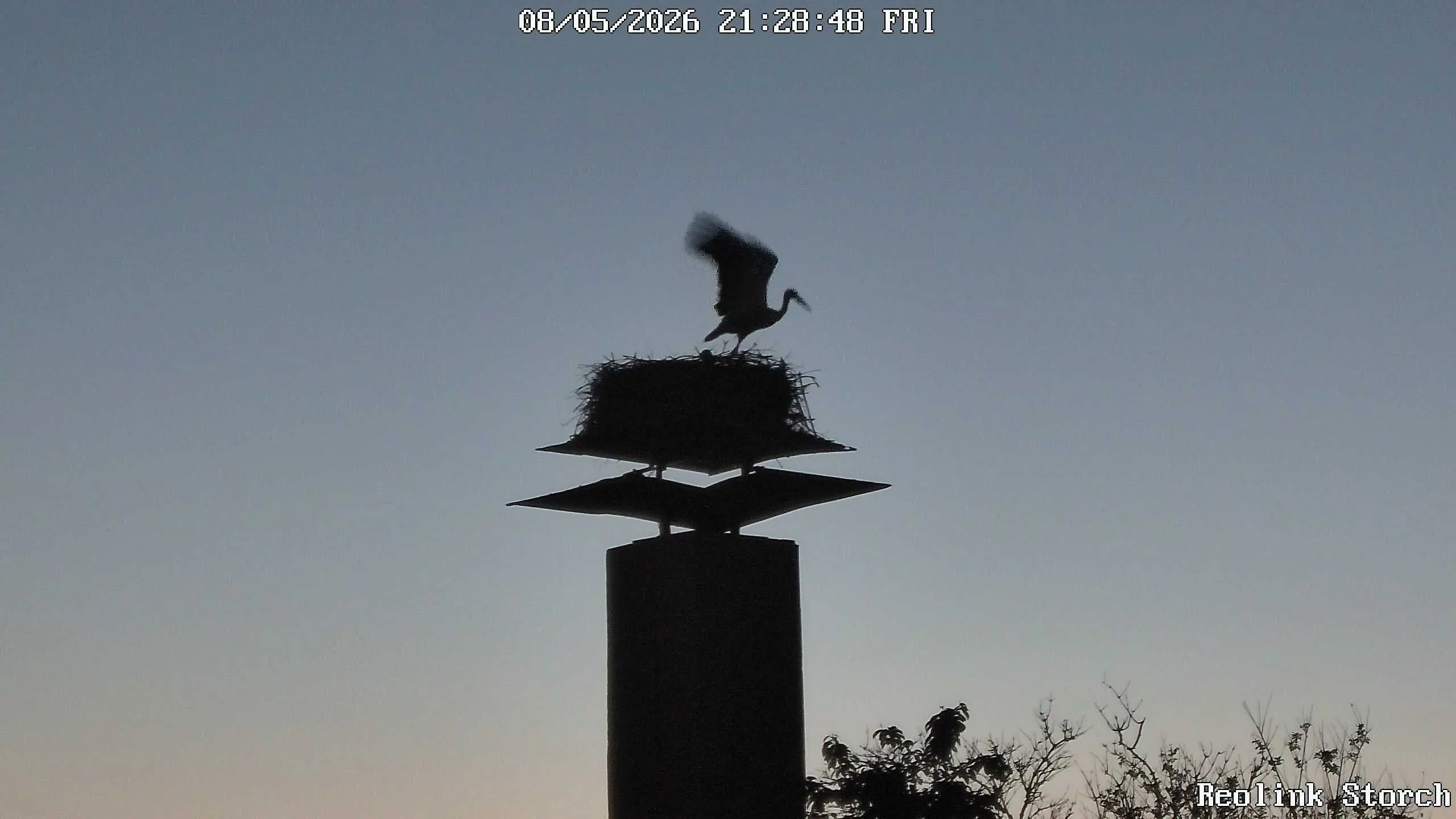 Storchencam Bild
