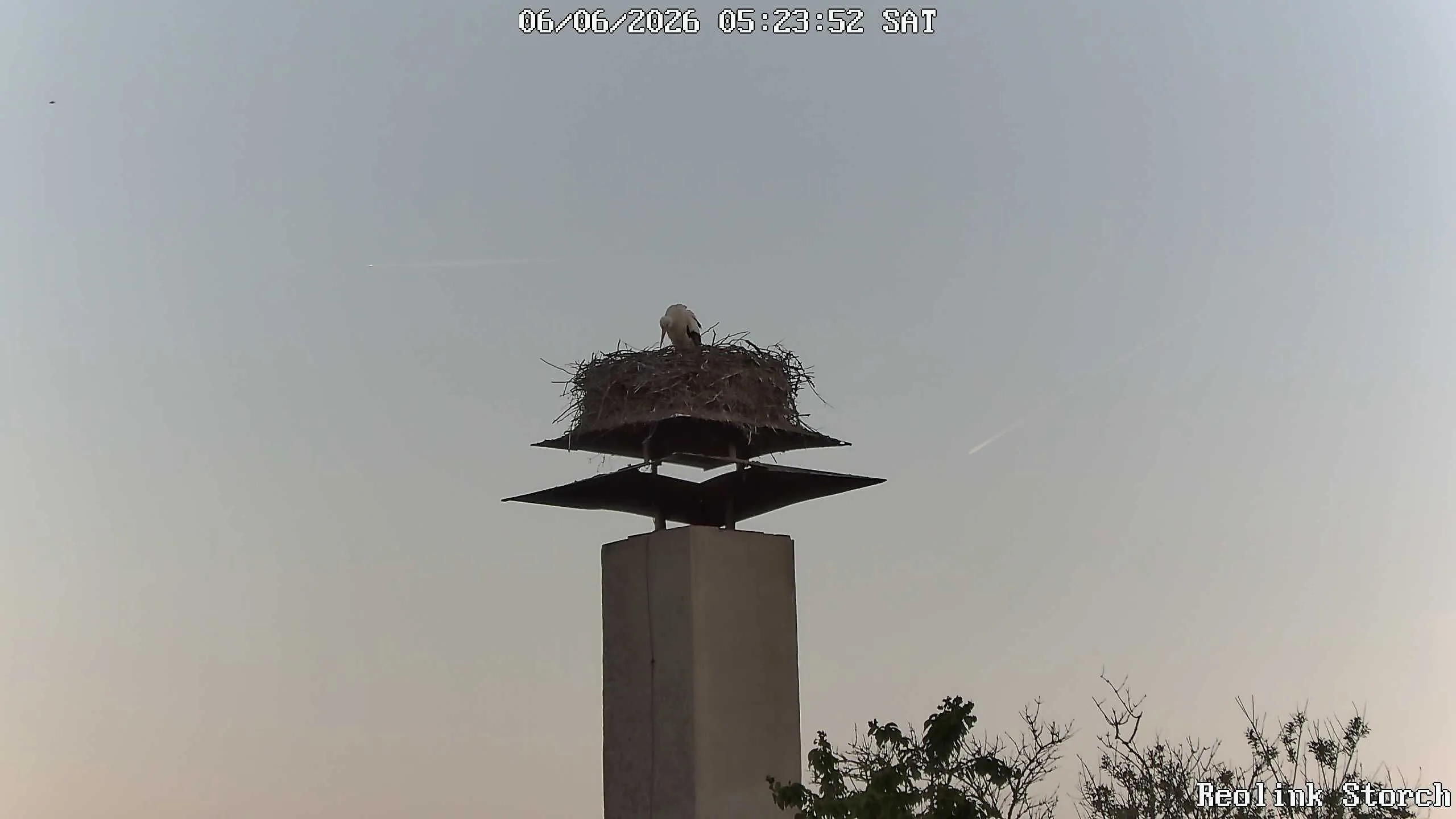Storchencam Bild