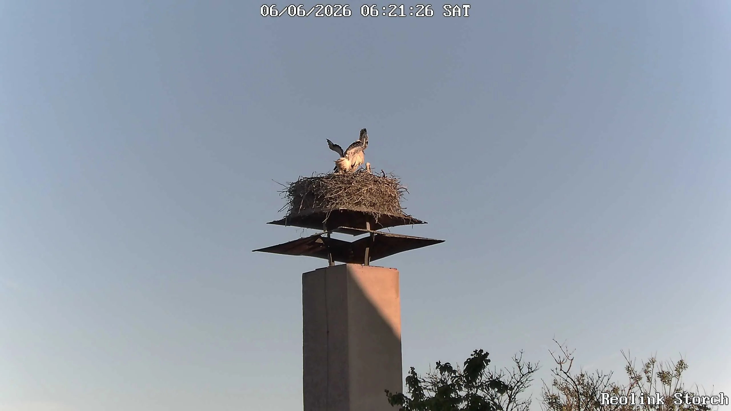 Storchencam Bild