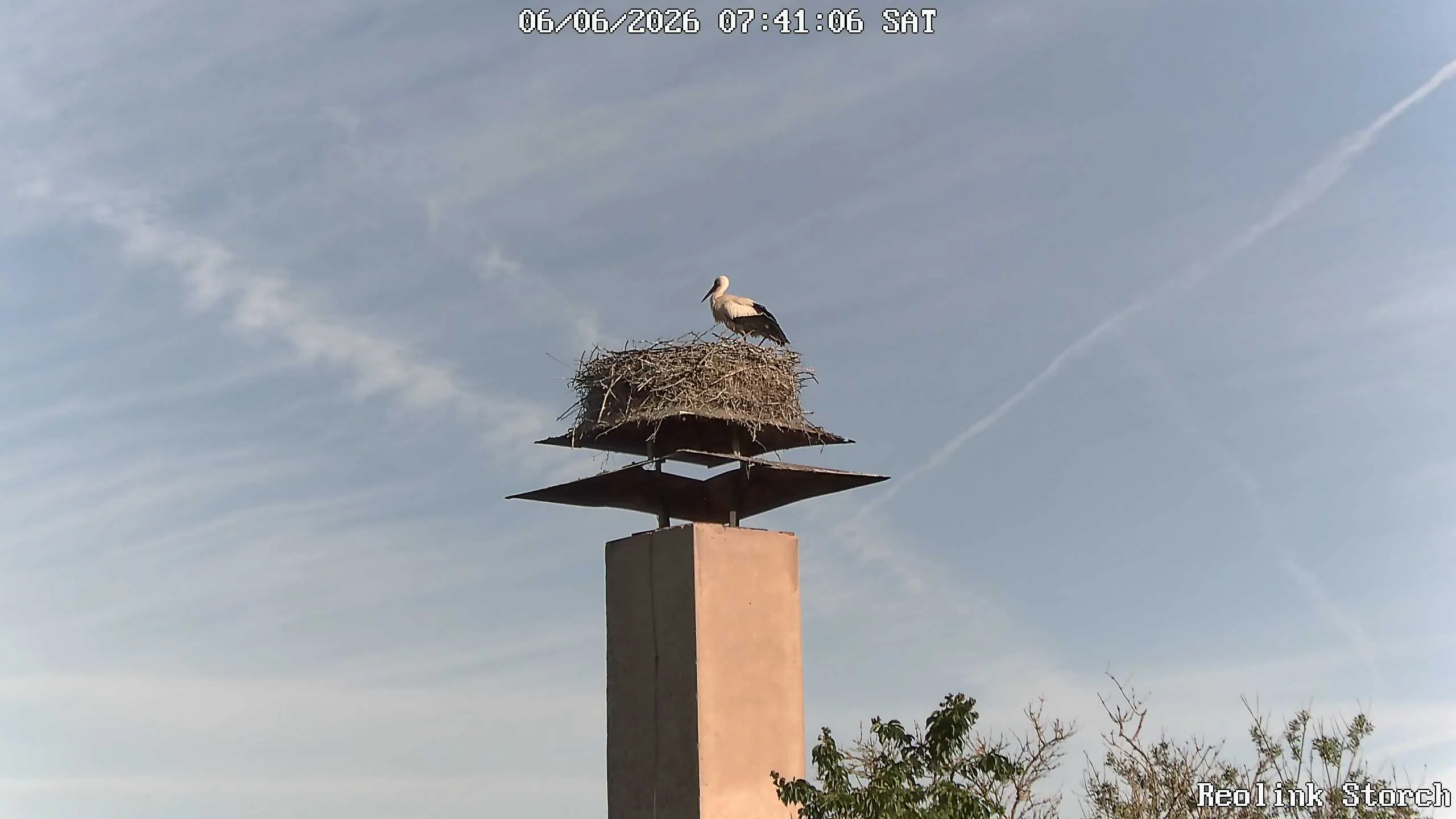 Storchencam Bild