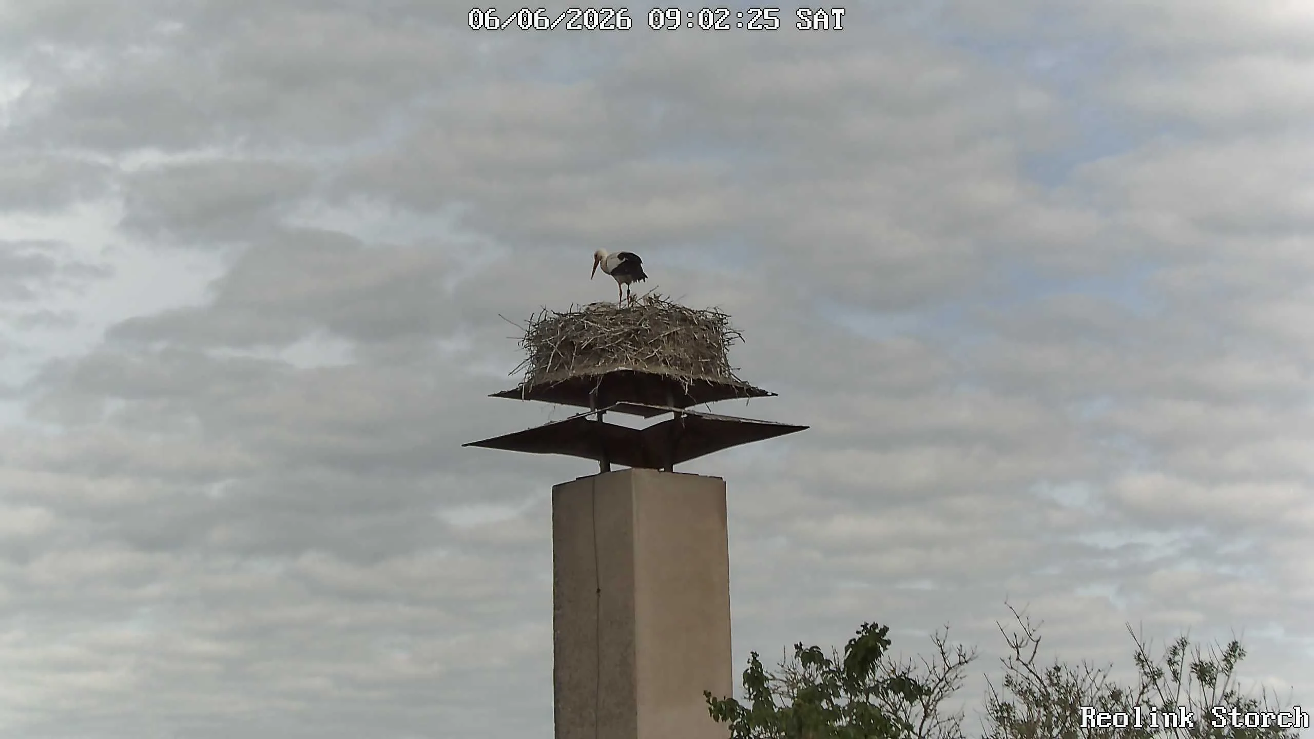 Storchencam Bild