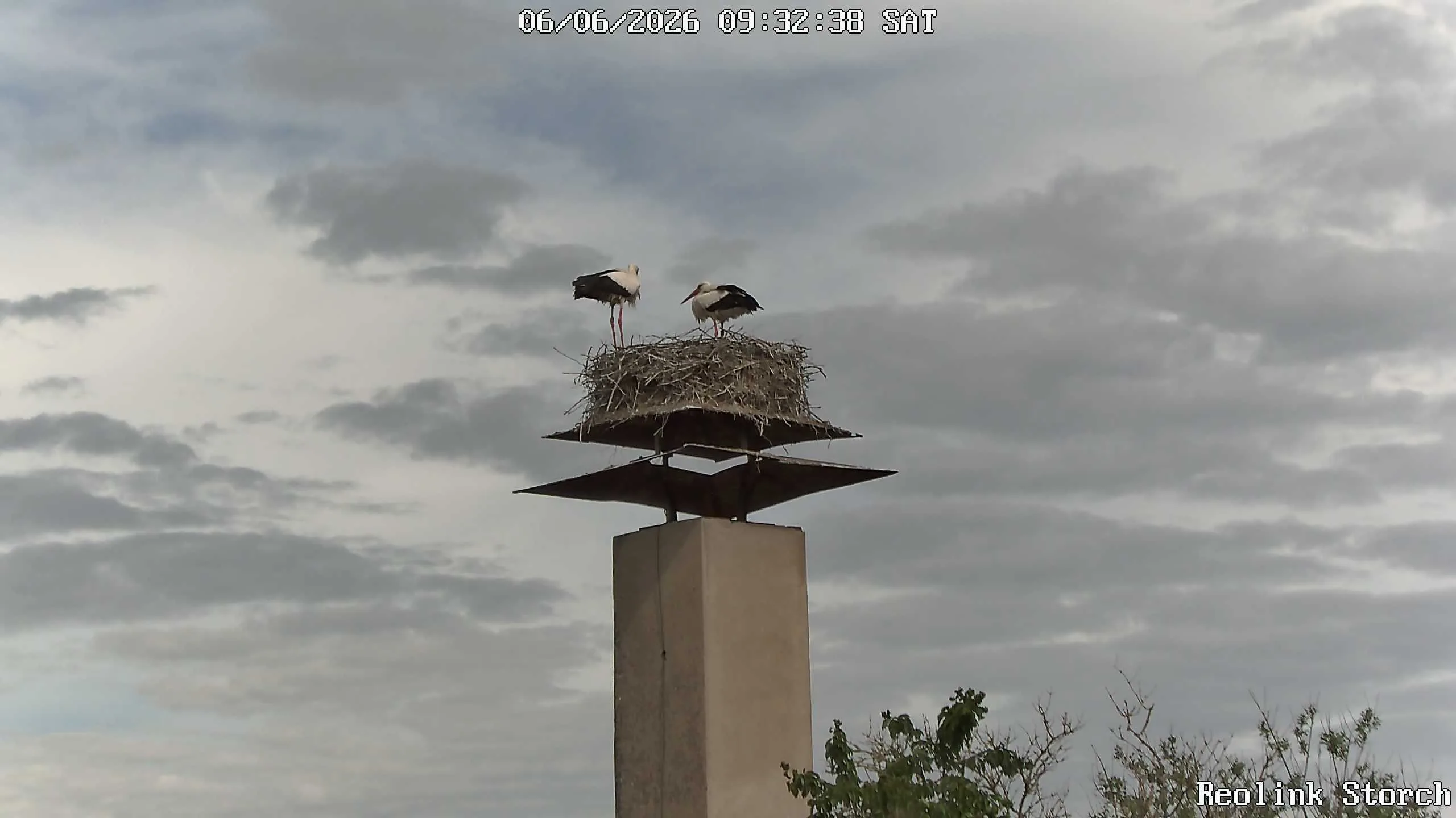 Storchencam Bild