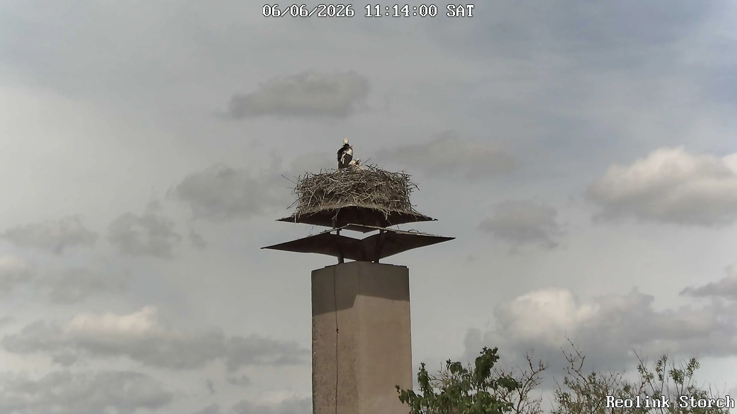 Storchencam Bild