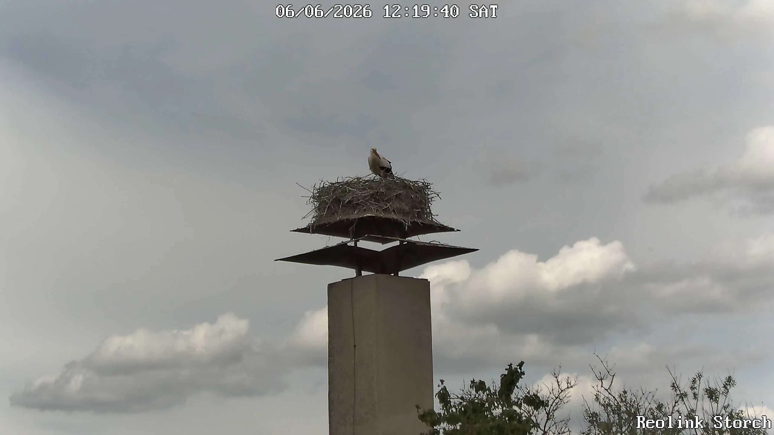 Storchencam Bild