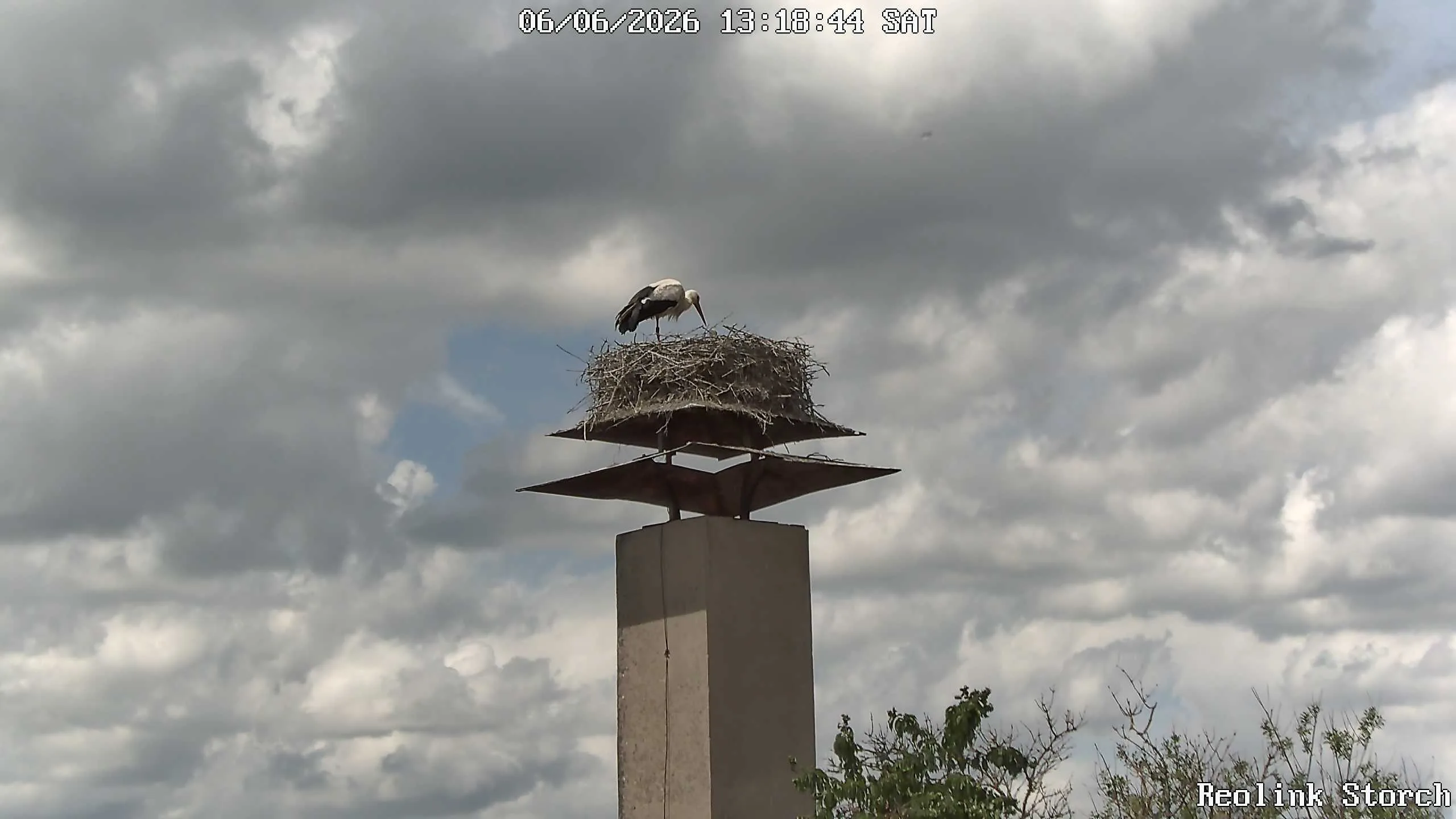 Storchencam Bild