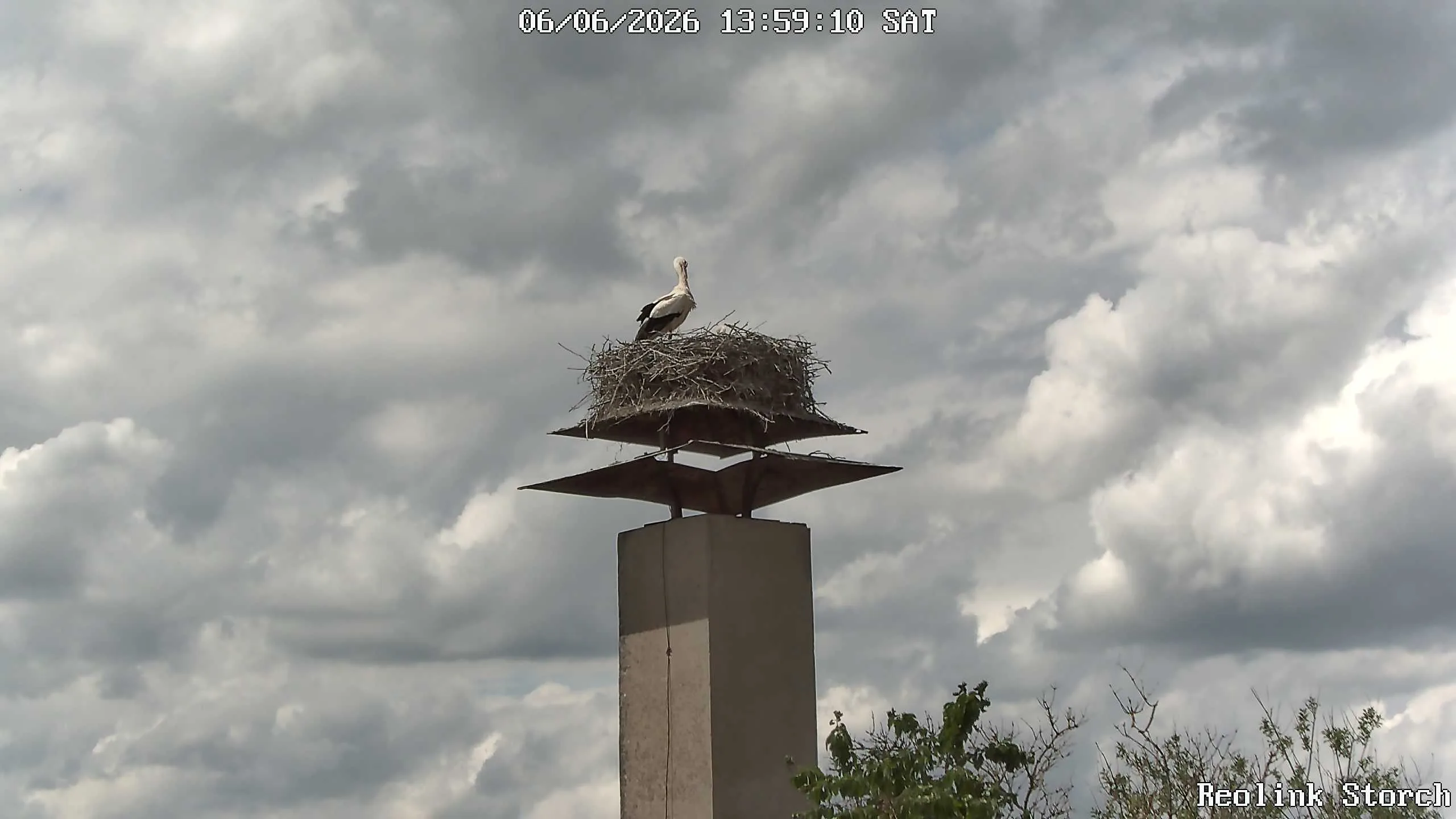 Storchencam Bild
