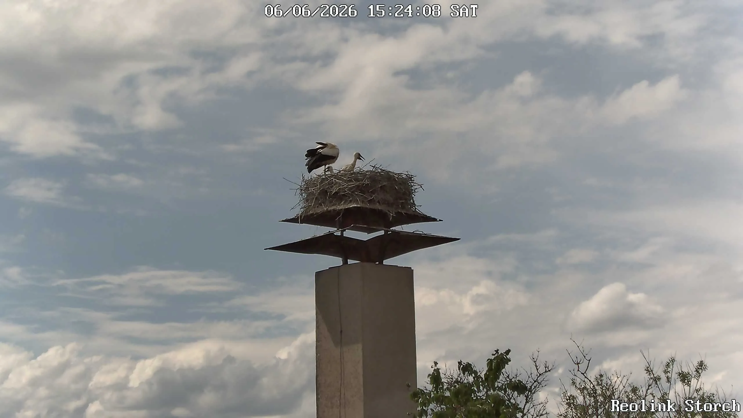 Storchencam Bild