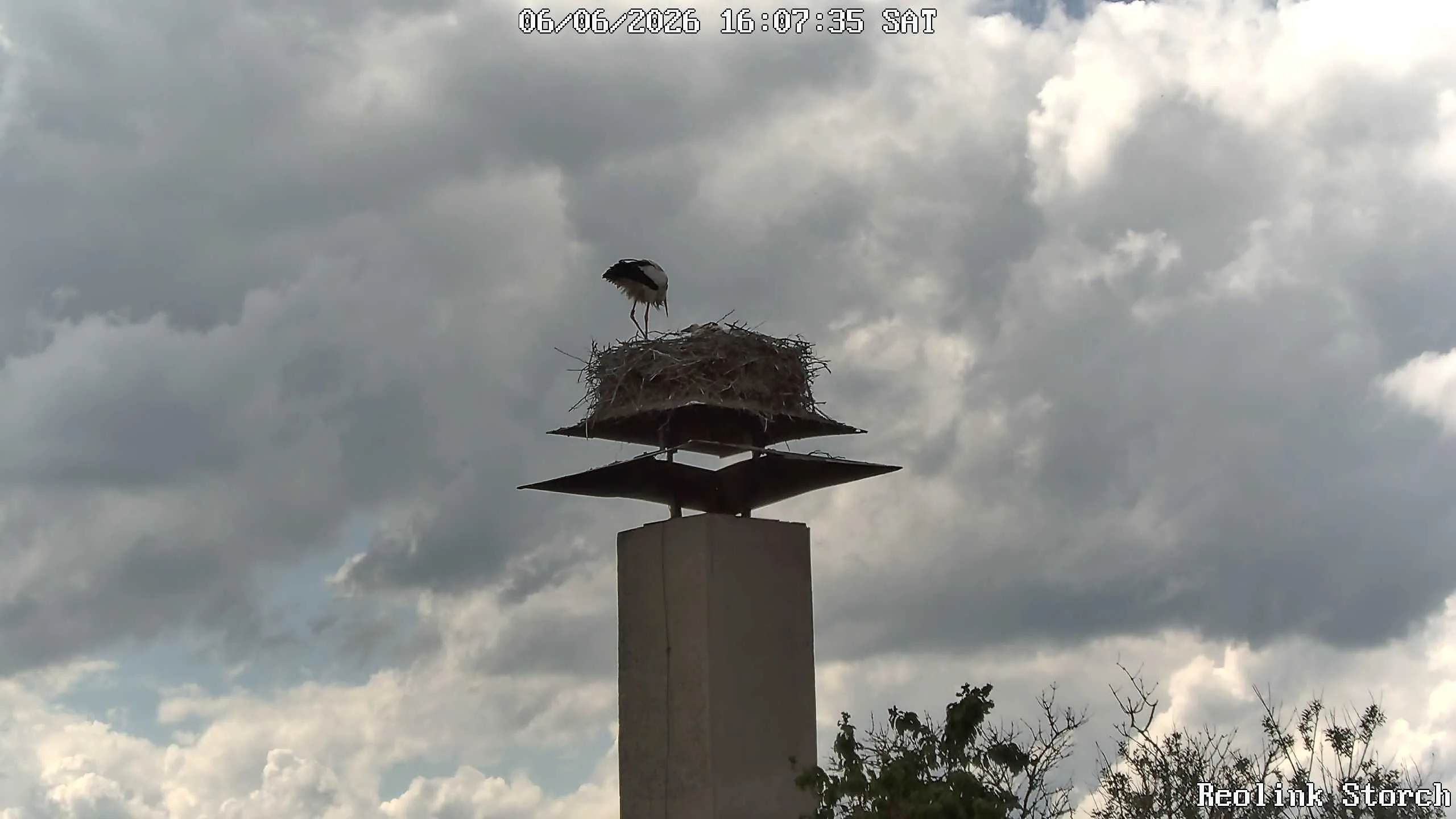 Storchencam Bild