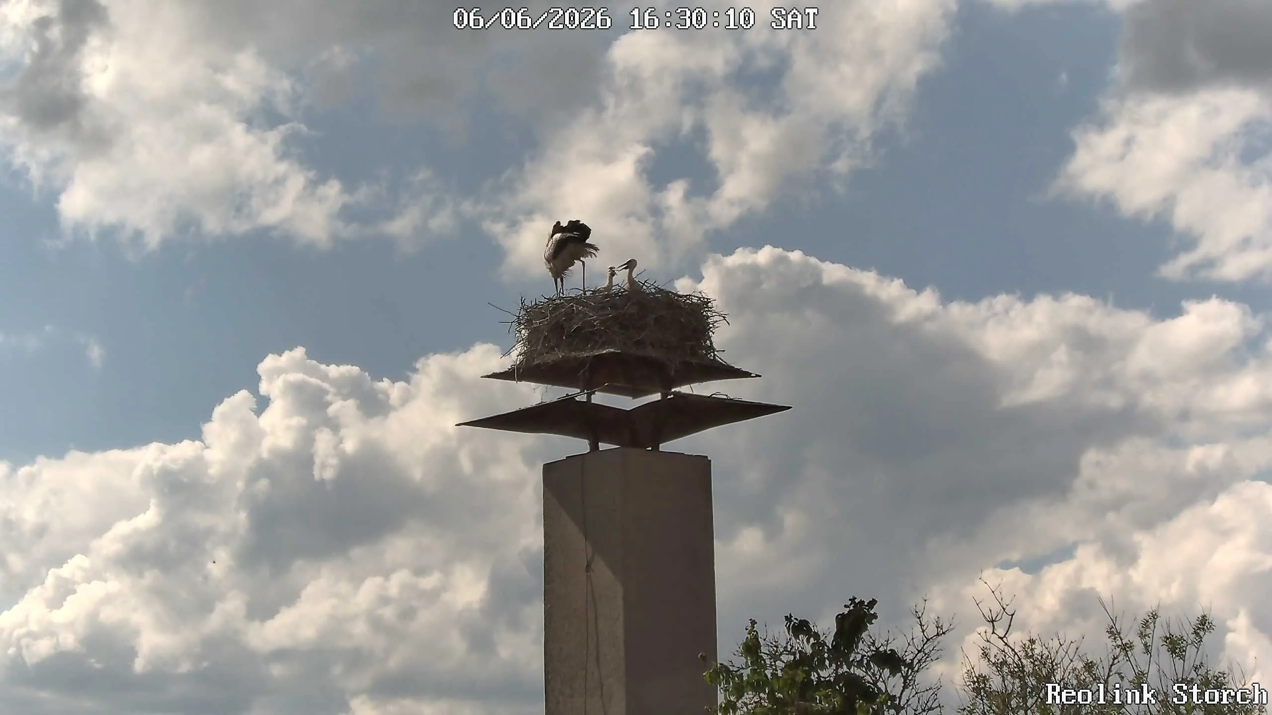 Storchencam Bild