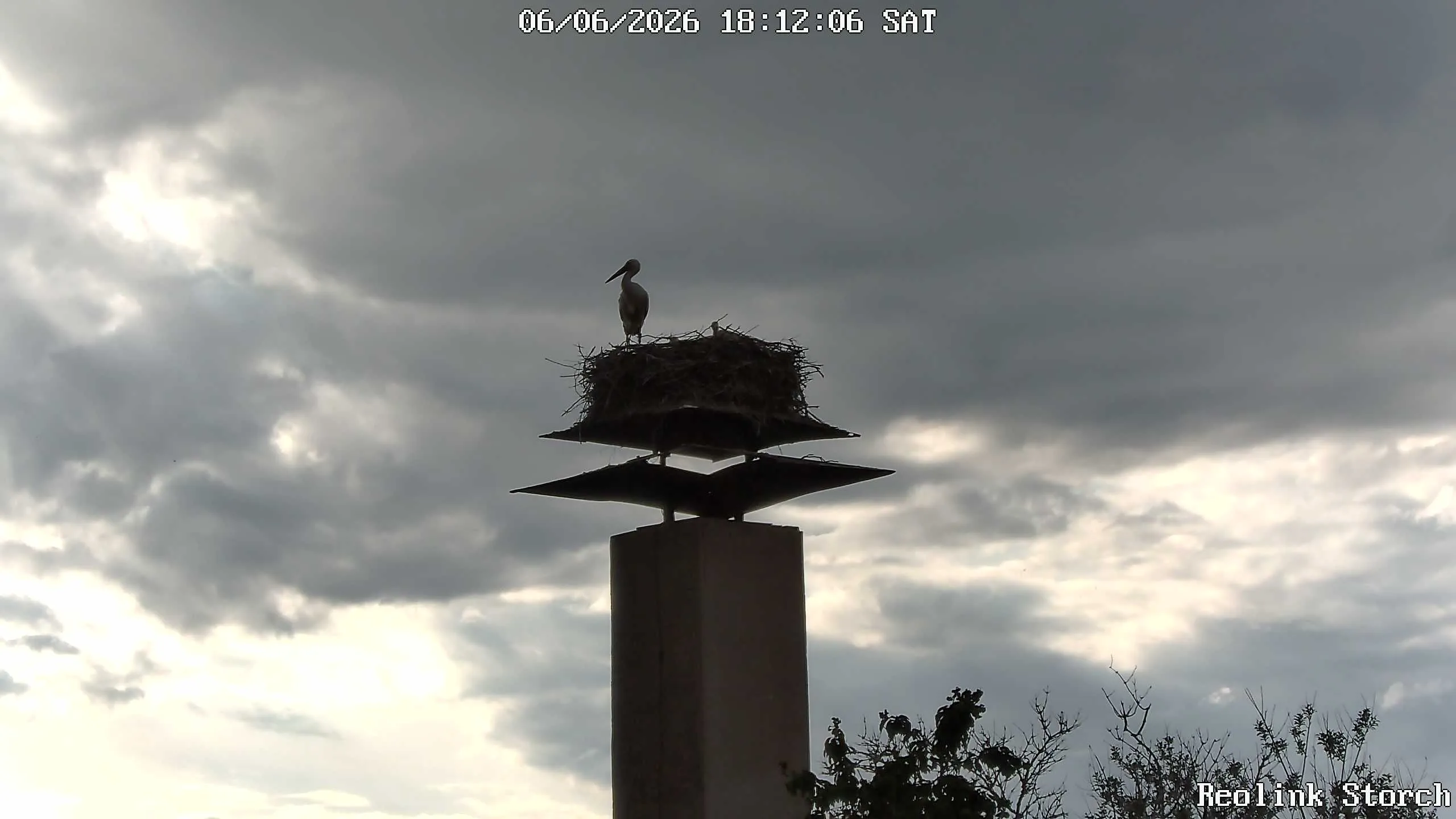 Storchencam Bild