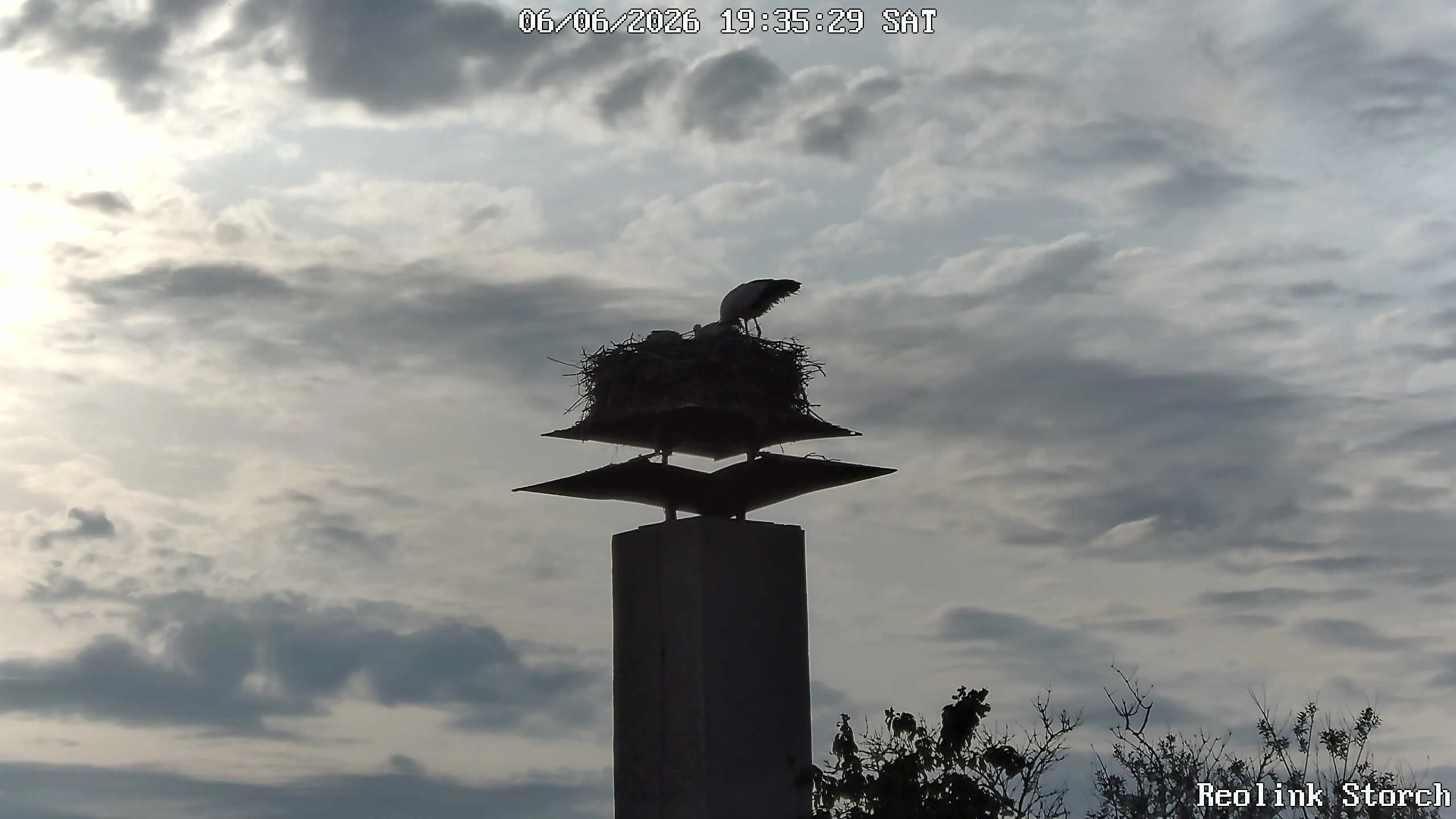 Storchencam Bild
