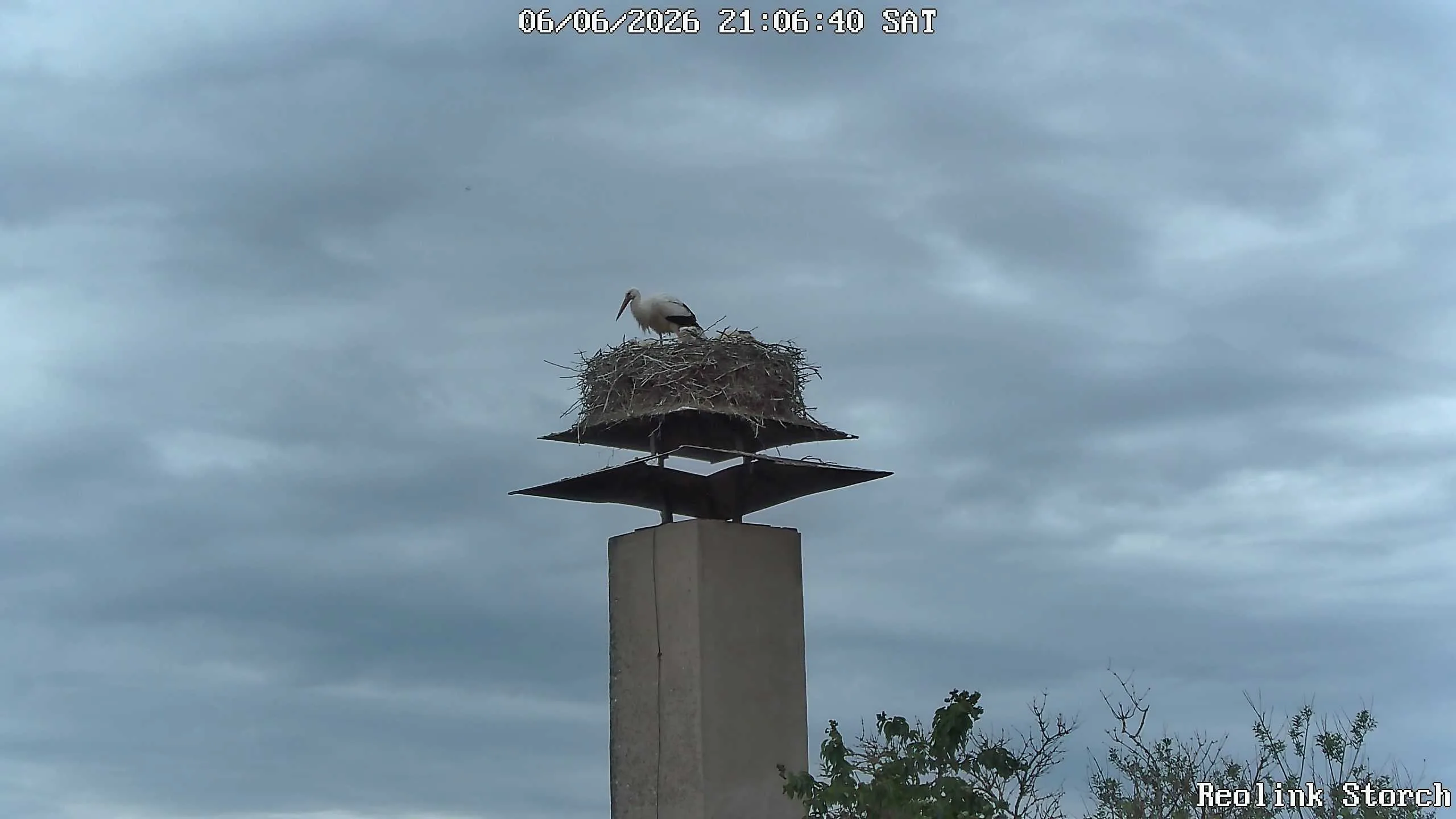 Storchencam Bild