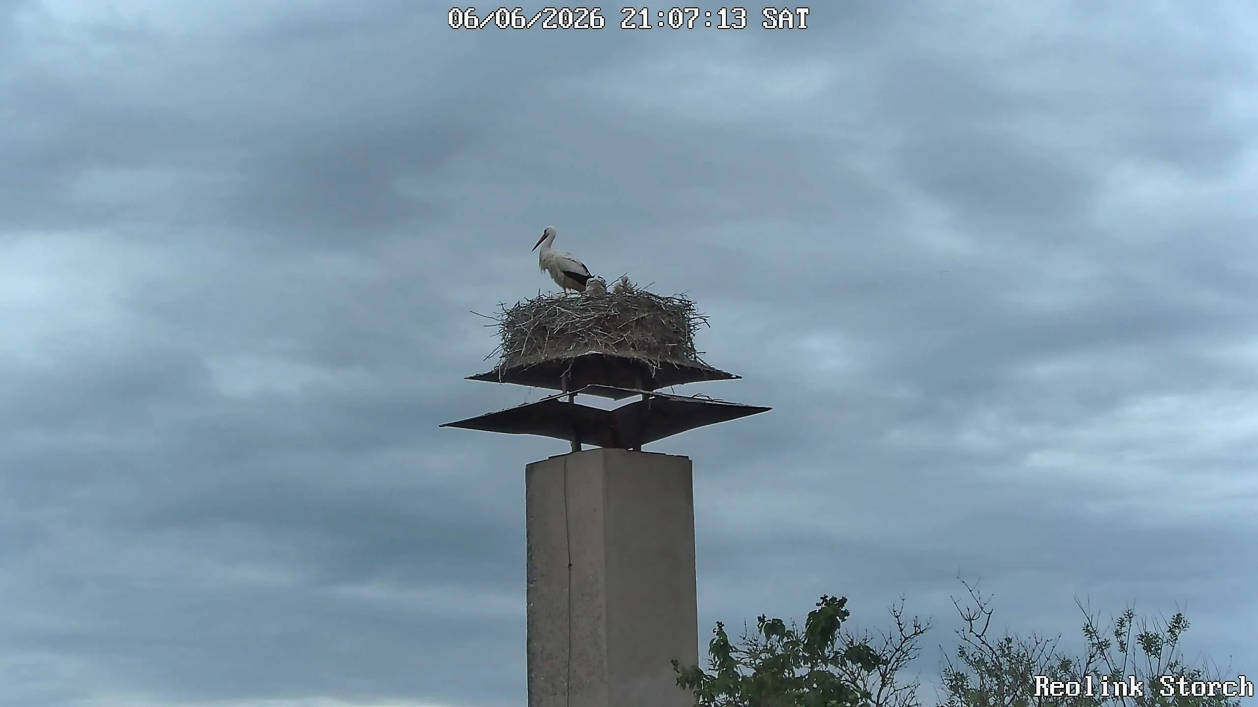 Storchencam Bild