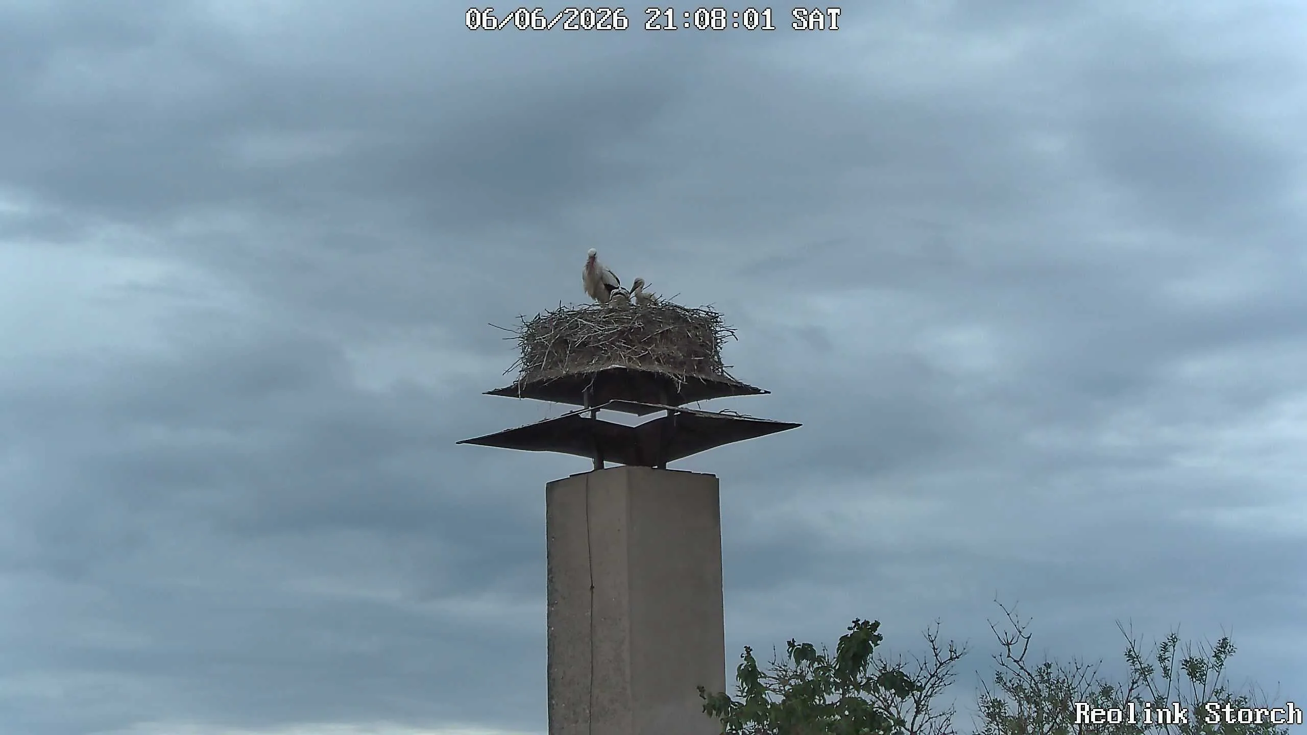 Storchencam Bild