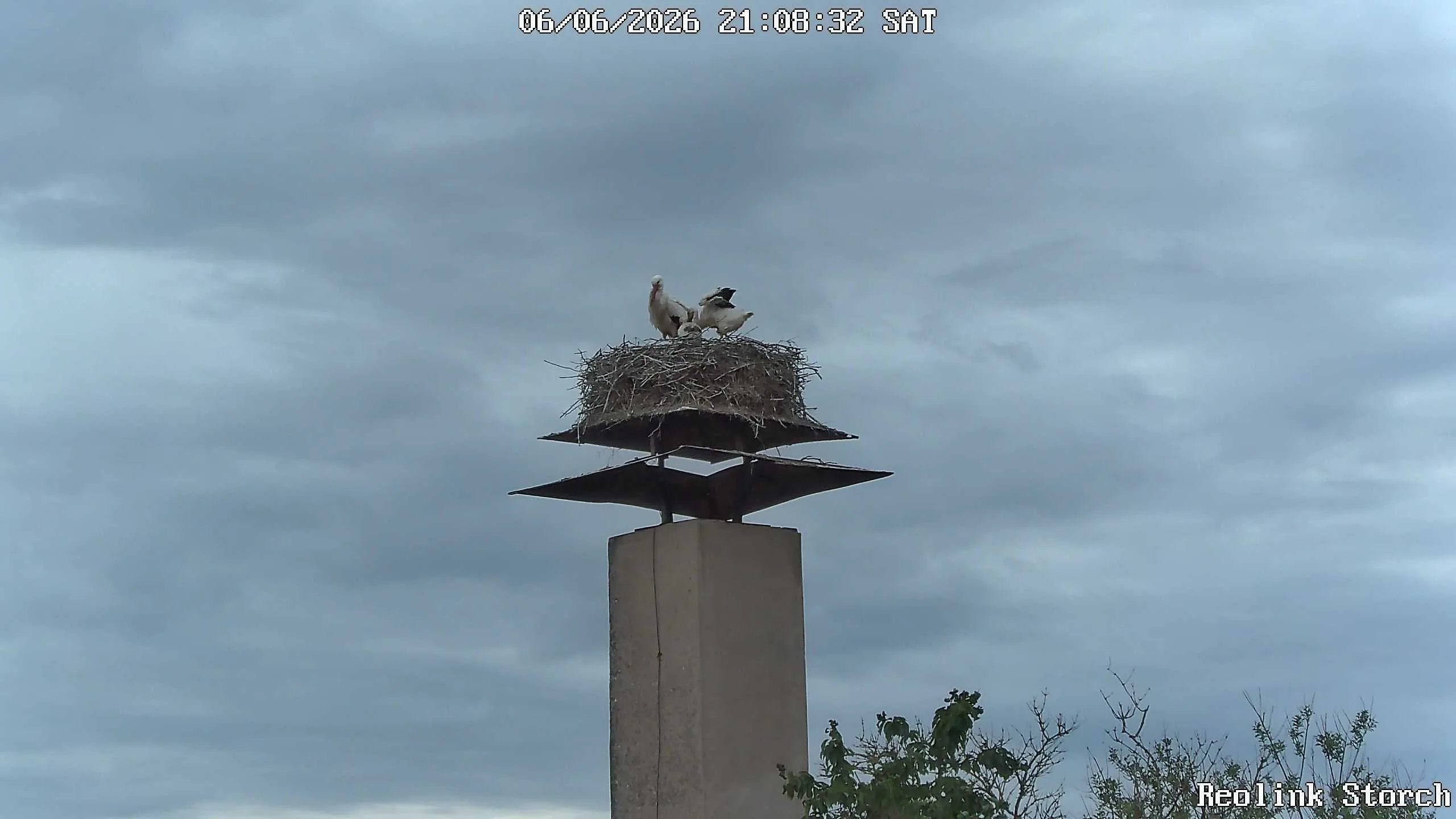 Storchencam Bild