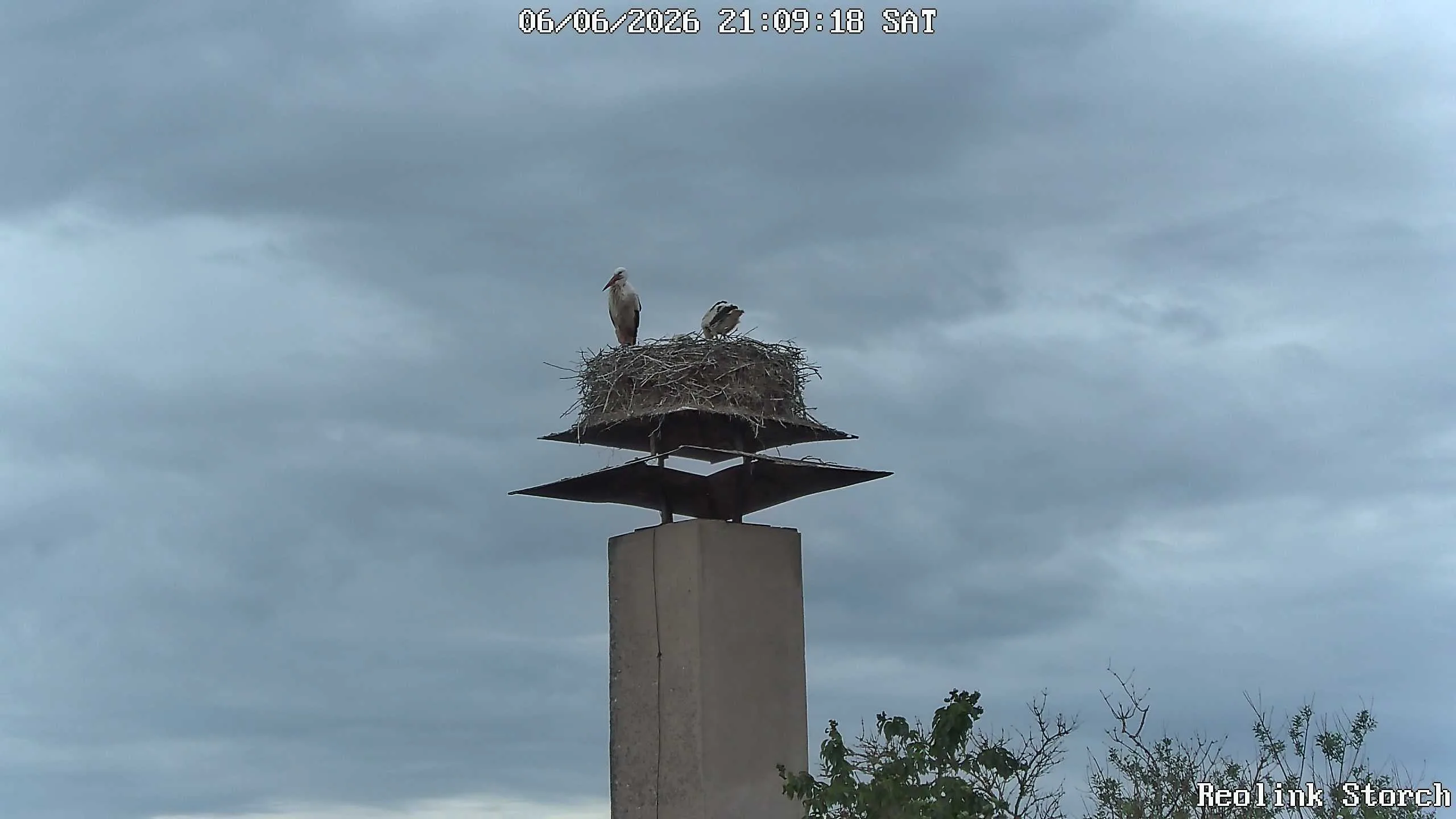Storchencam Bild