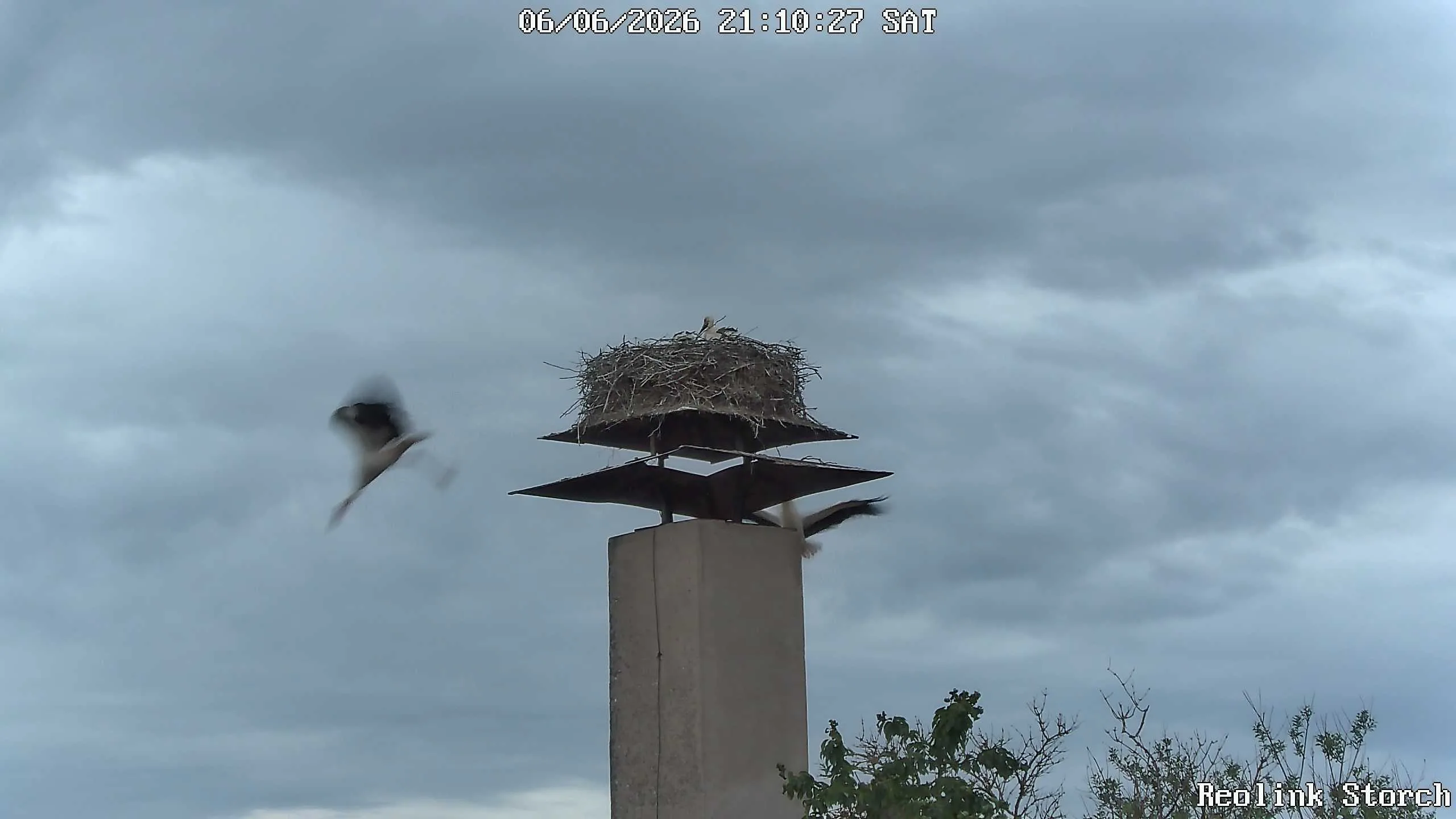 Storchencam Bild