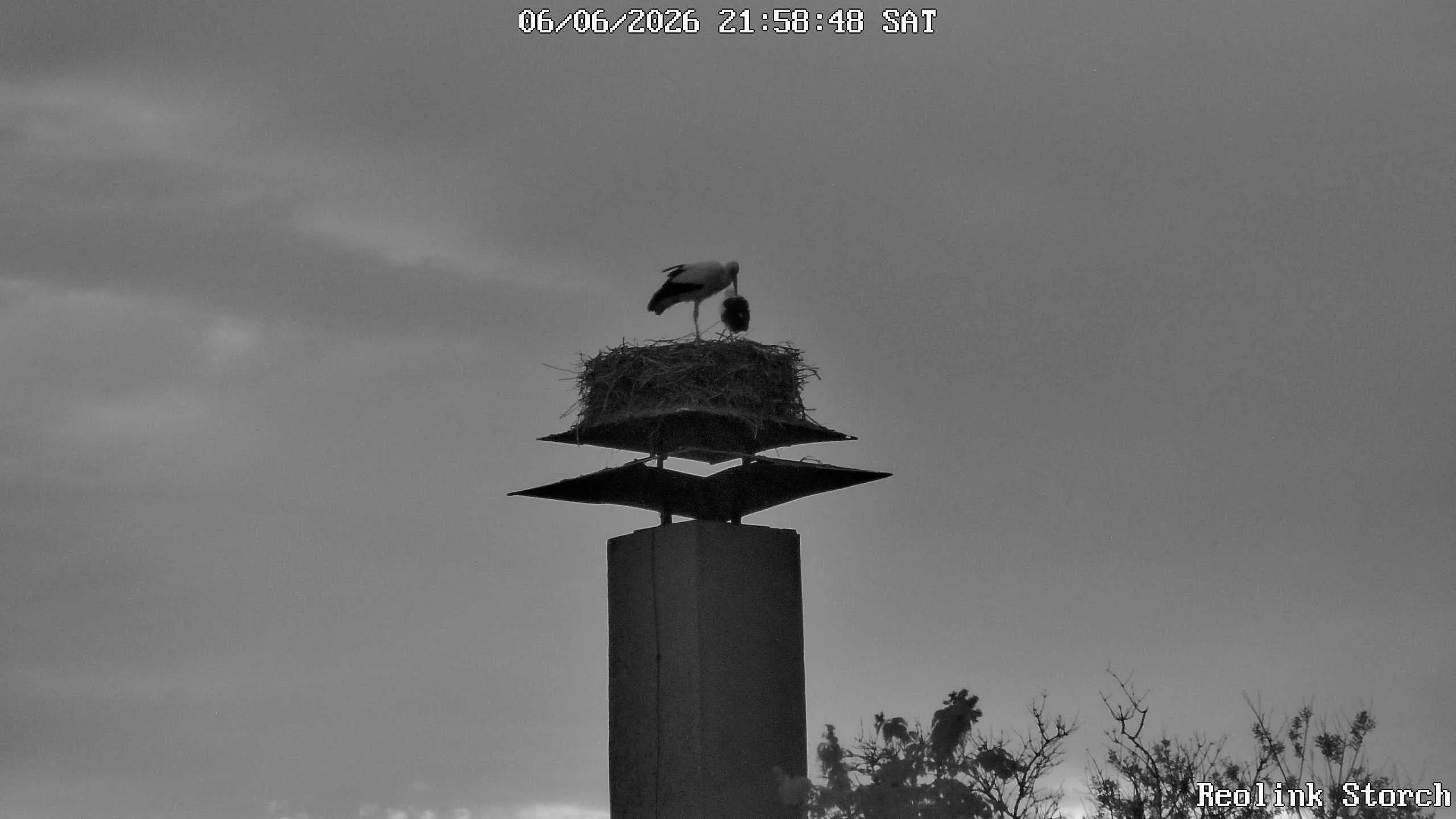 Storchencam Bild