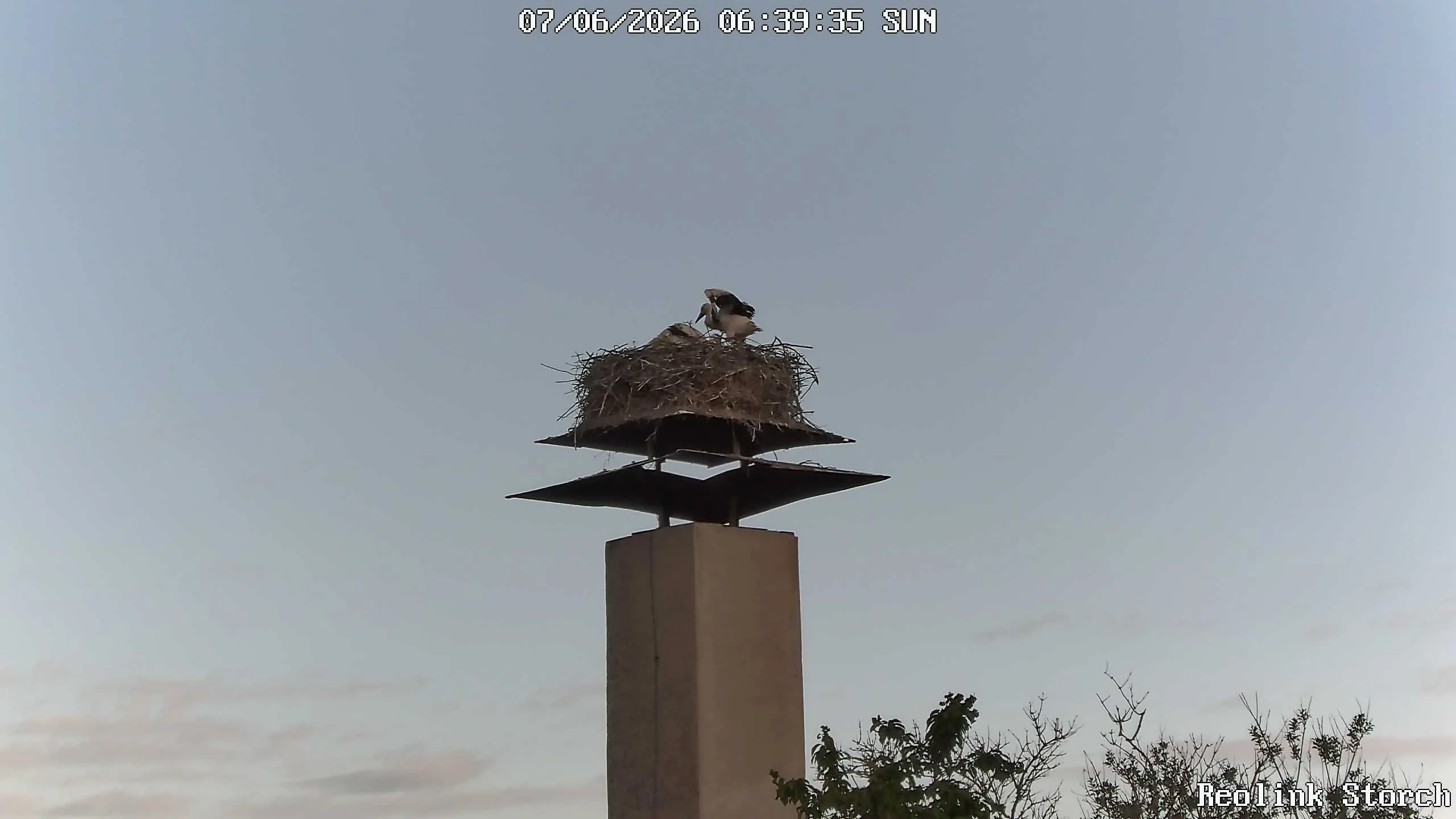 Storchencam Bild