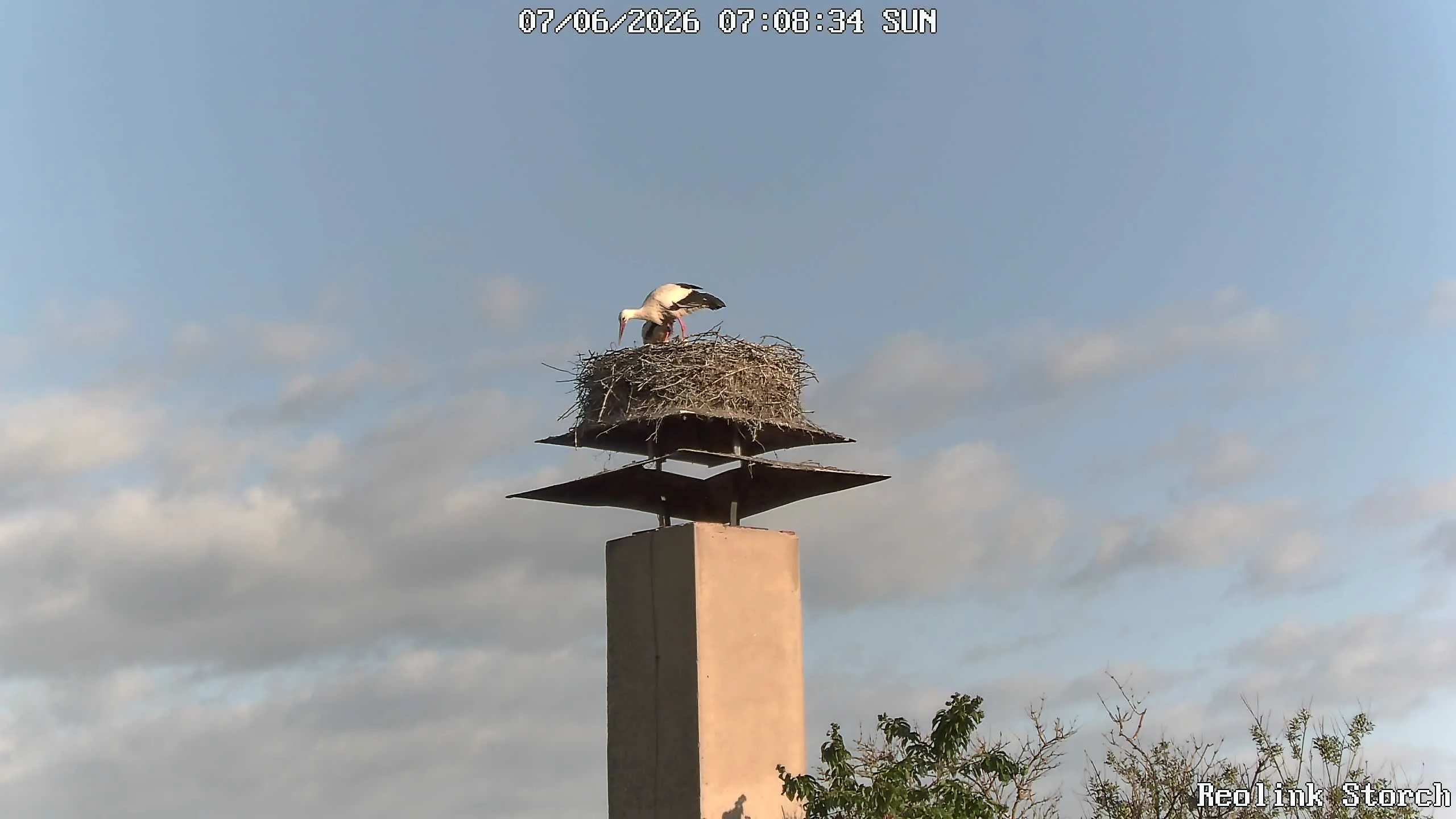 Storchencam Bild