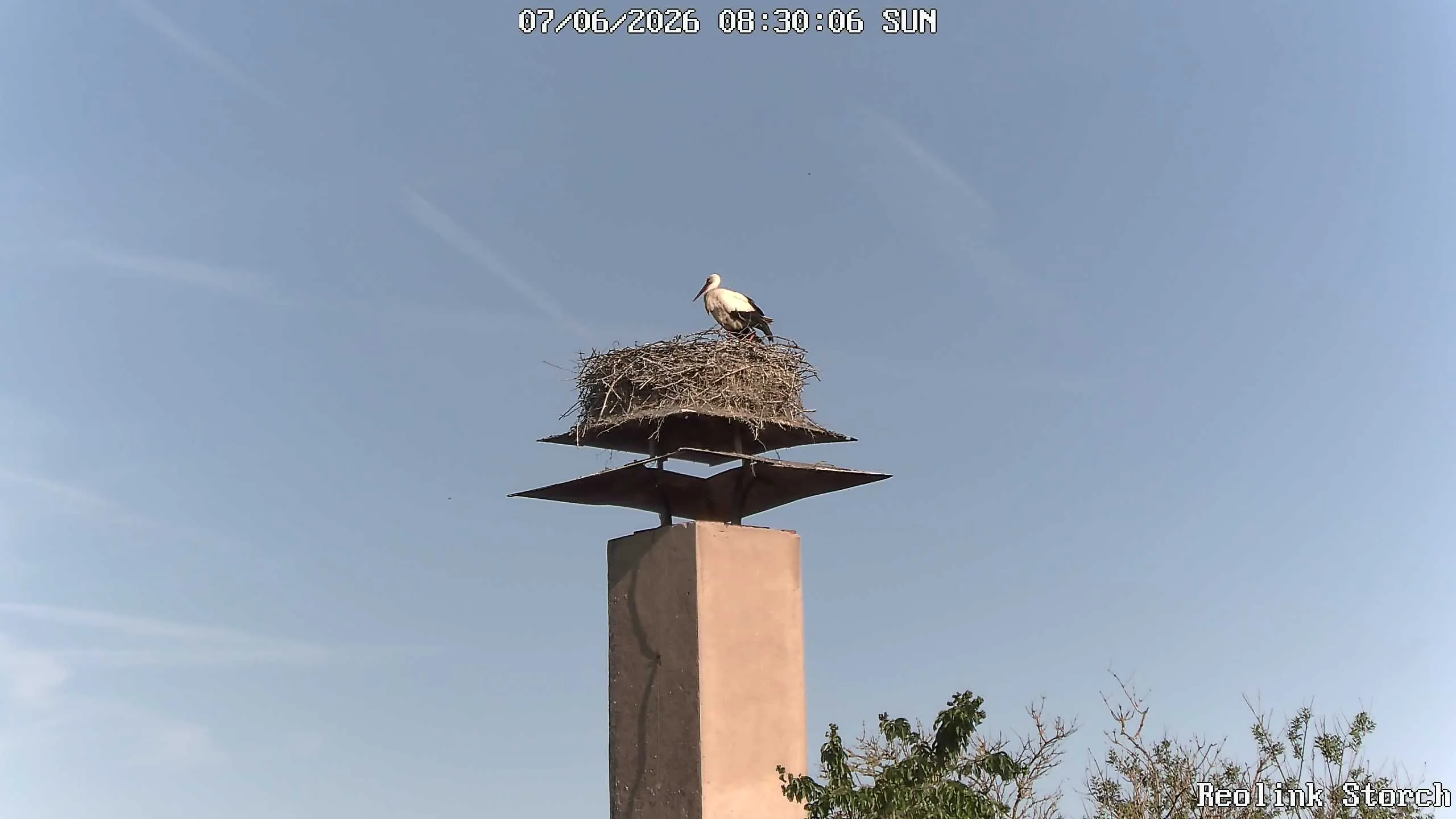 Storchencam Bild