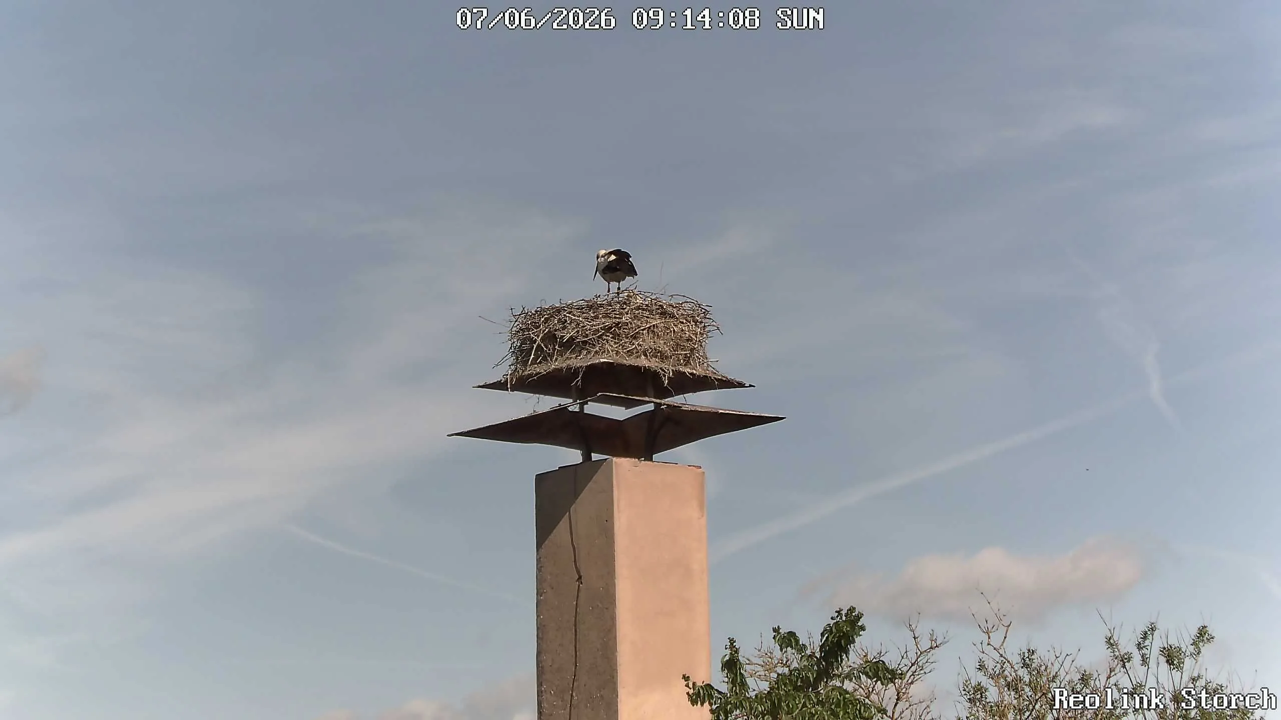 Storchencam Bild