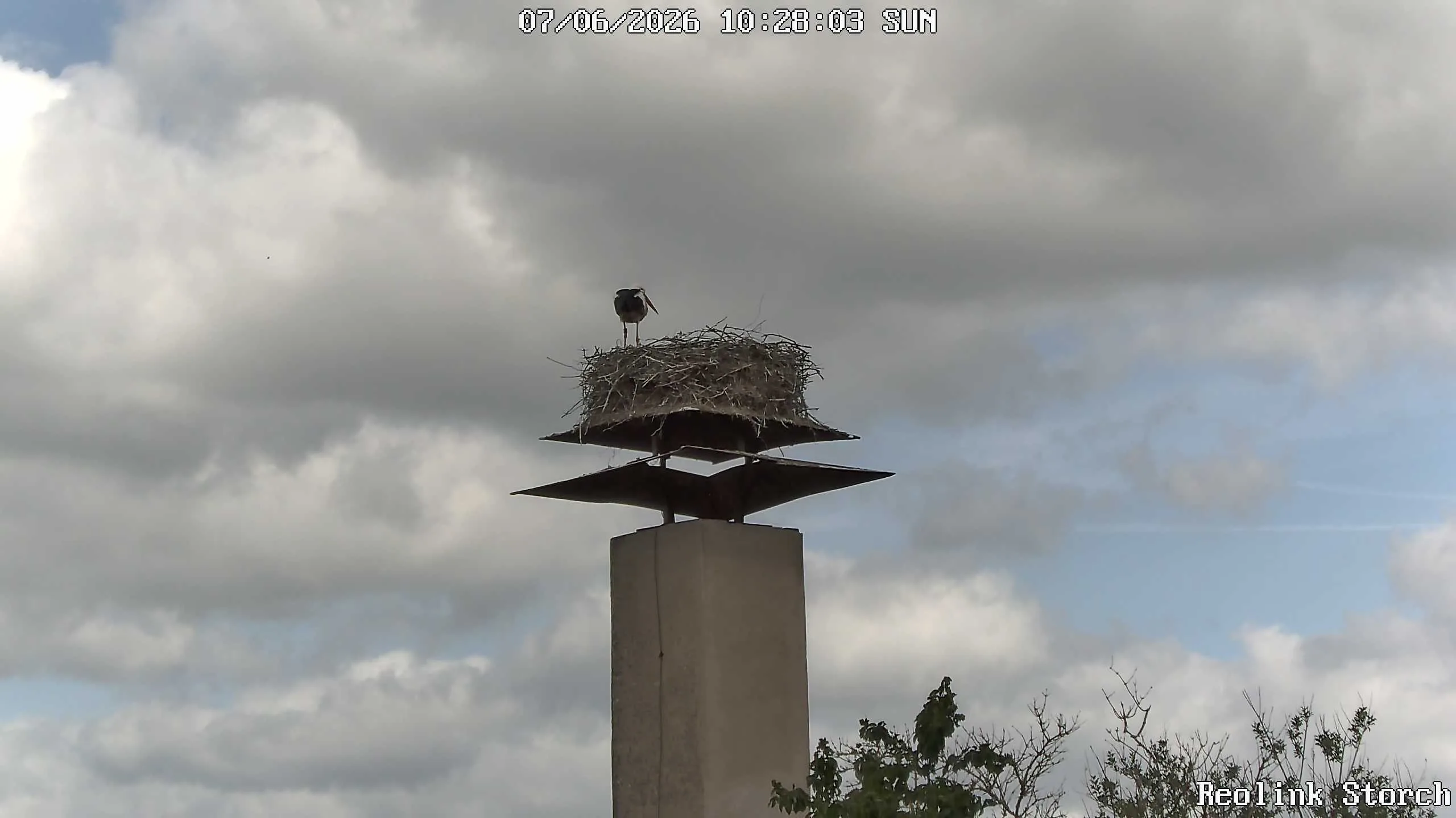 Storchencam Bild