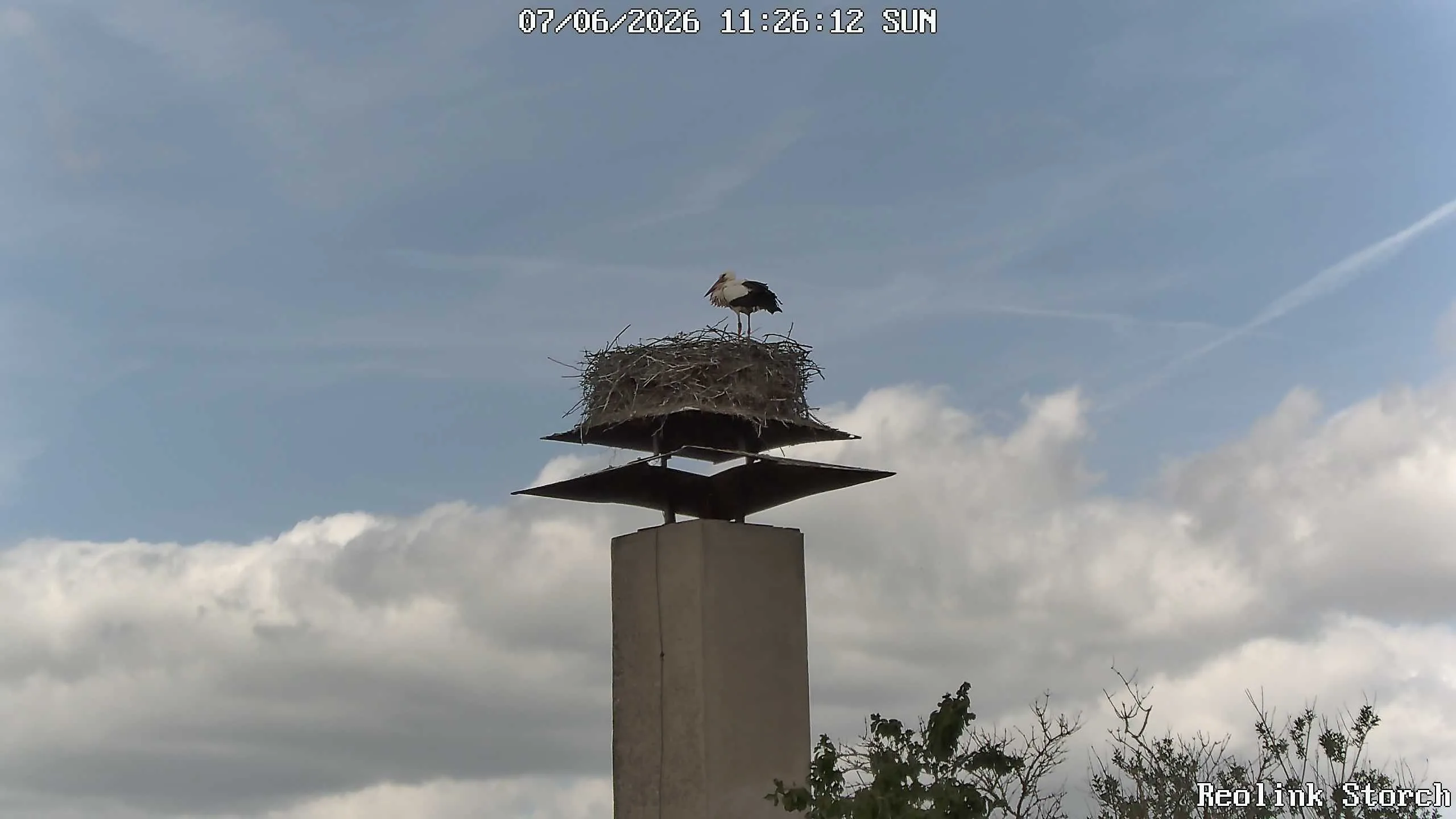 Storchencam Bild