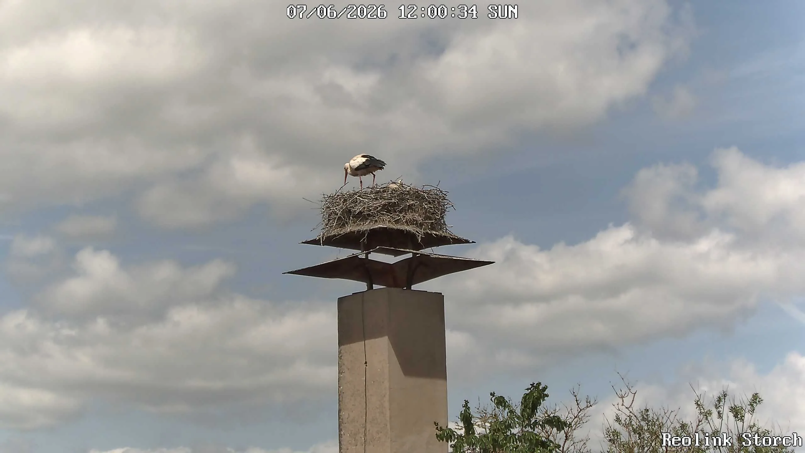 Storchencam Bild