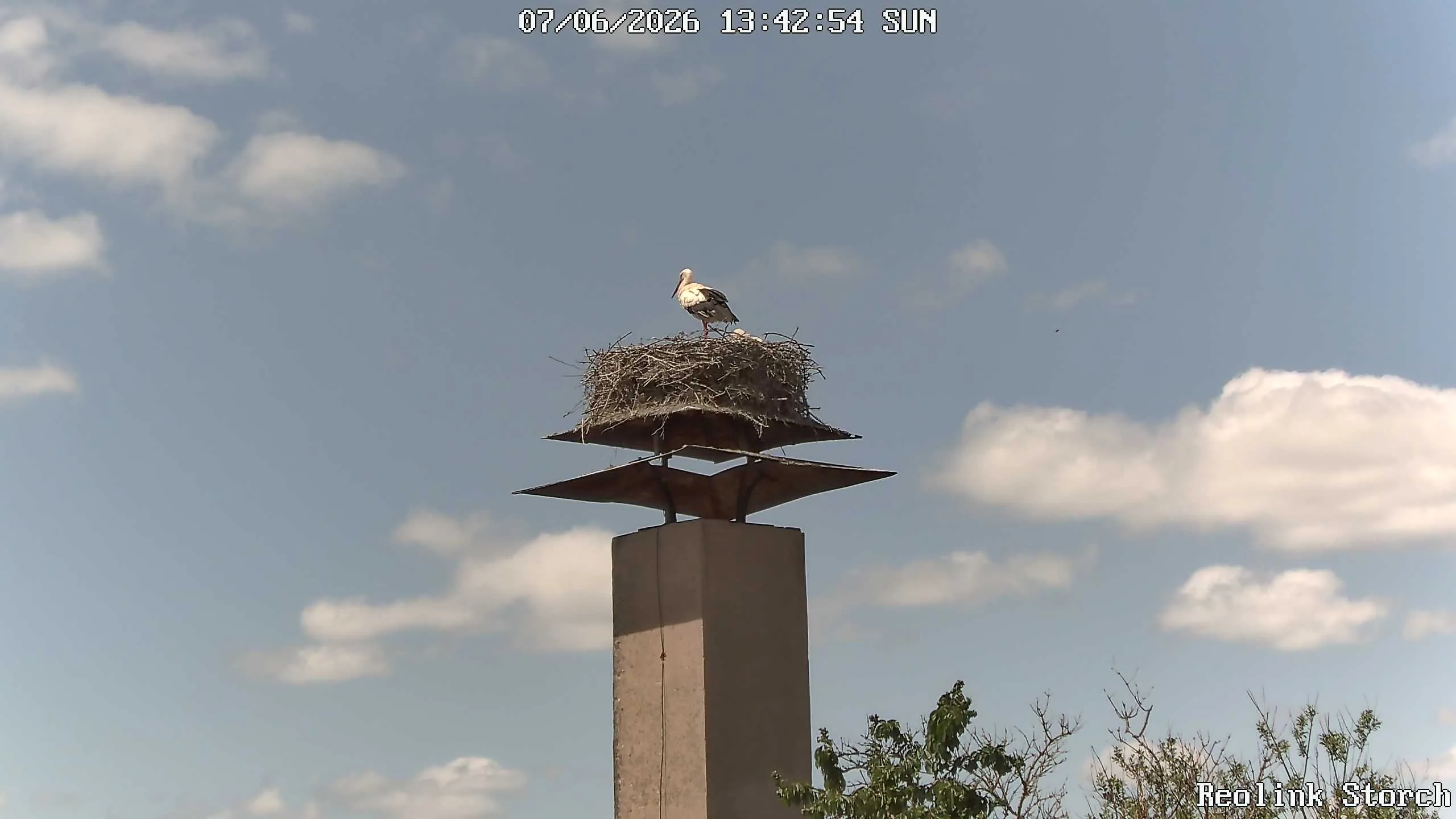 Storchencam Bild