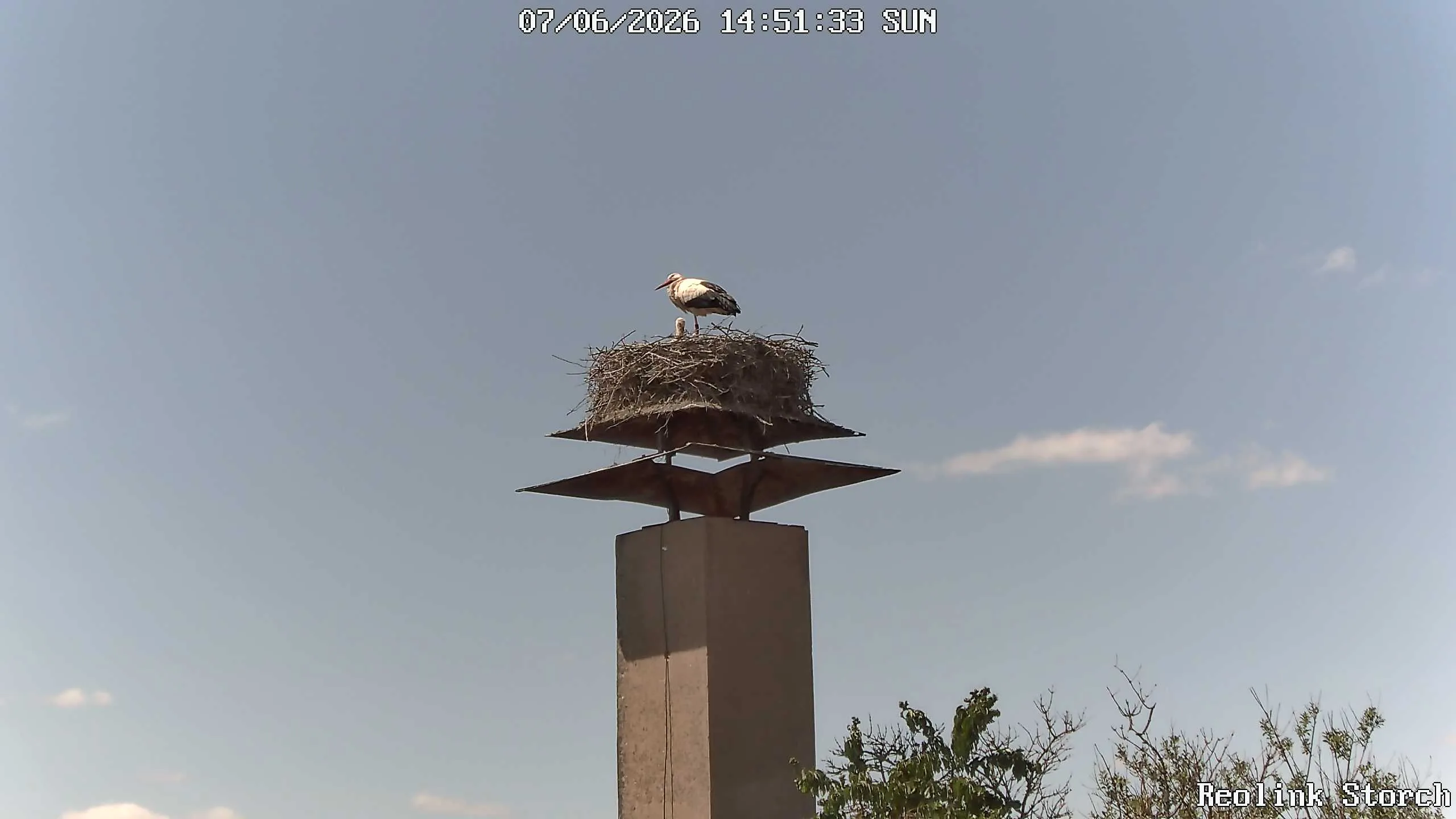 Storchencam Bild