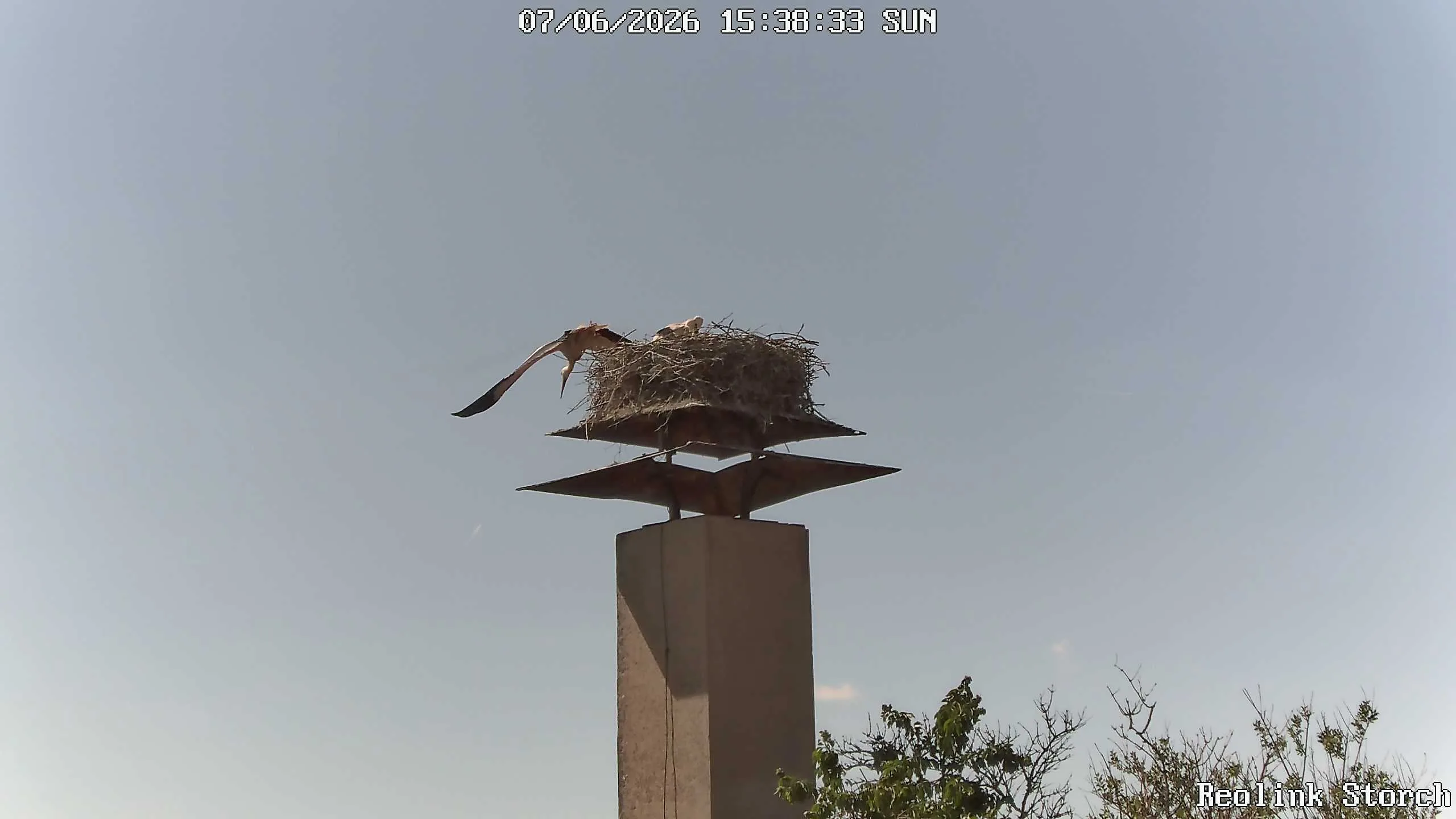 Storchencam Bild