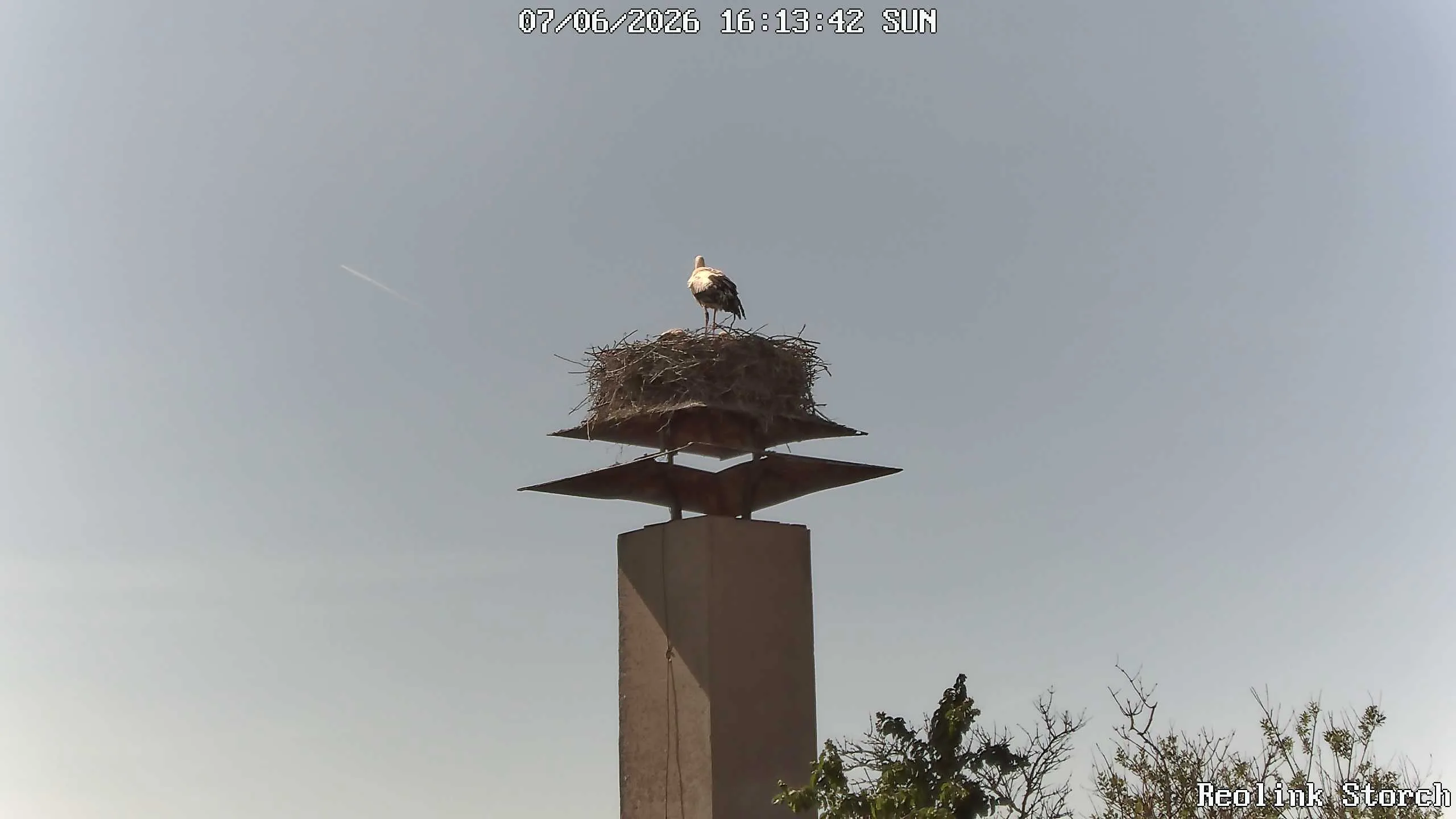 Storchencam Bild