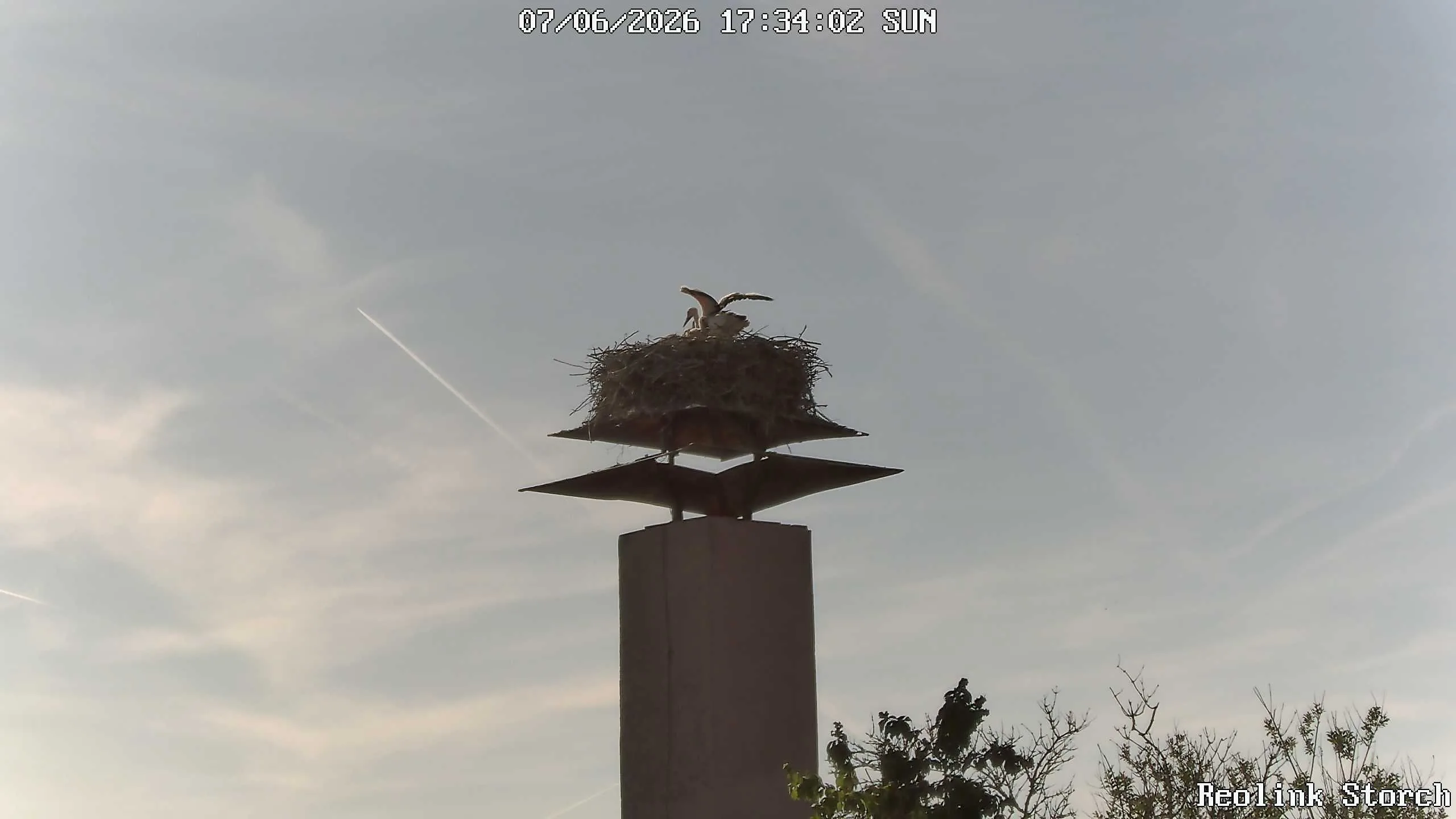 Storchencam Bild